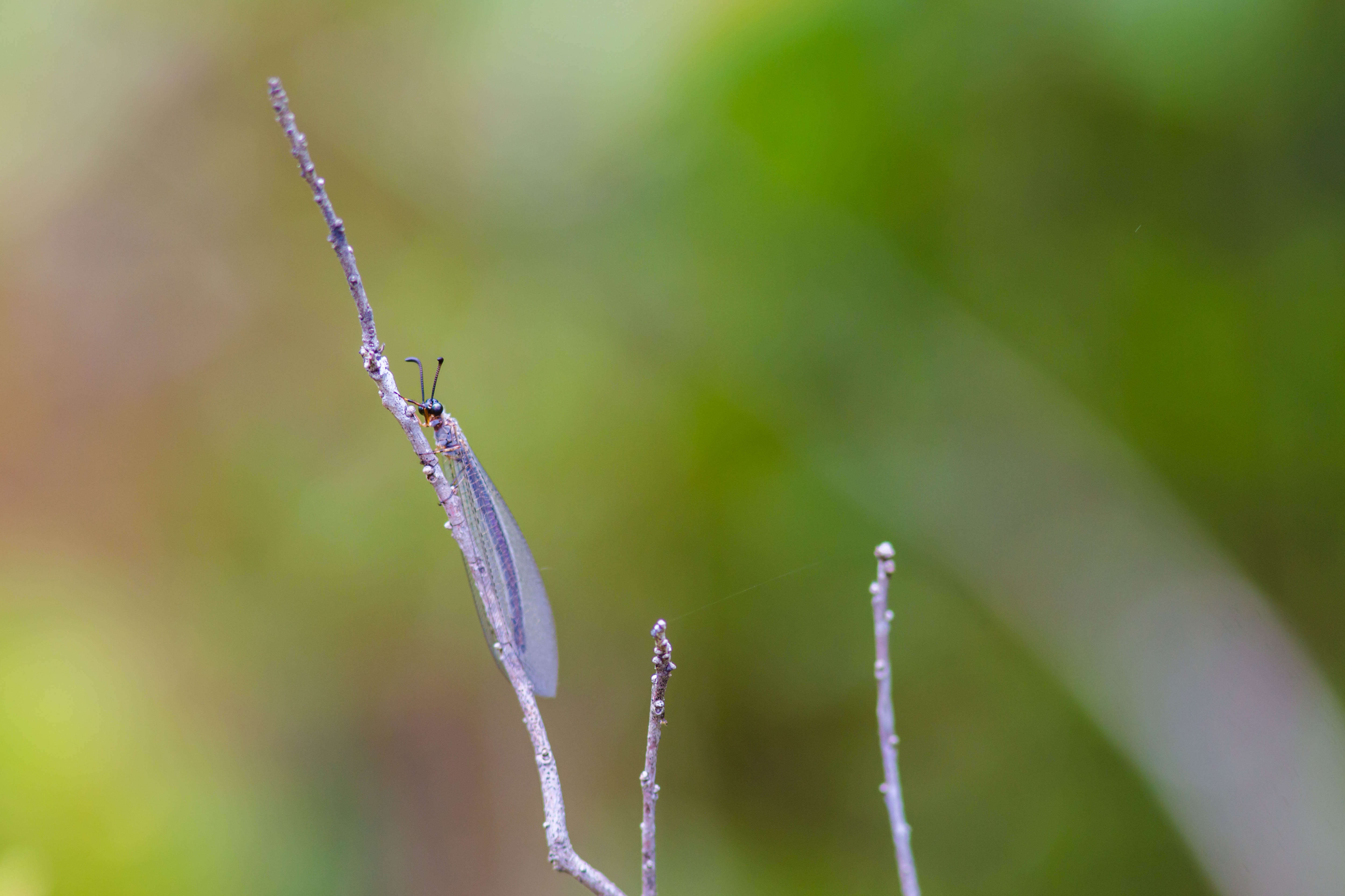 Image de Myrmeleontinae