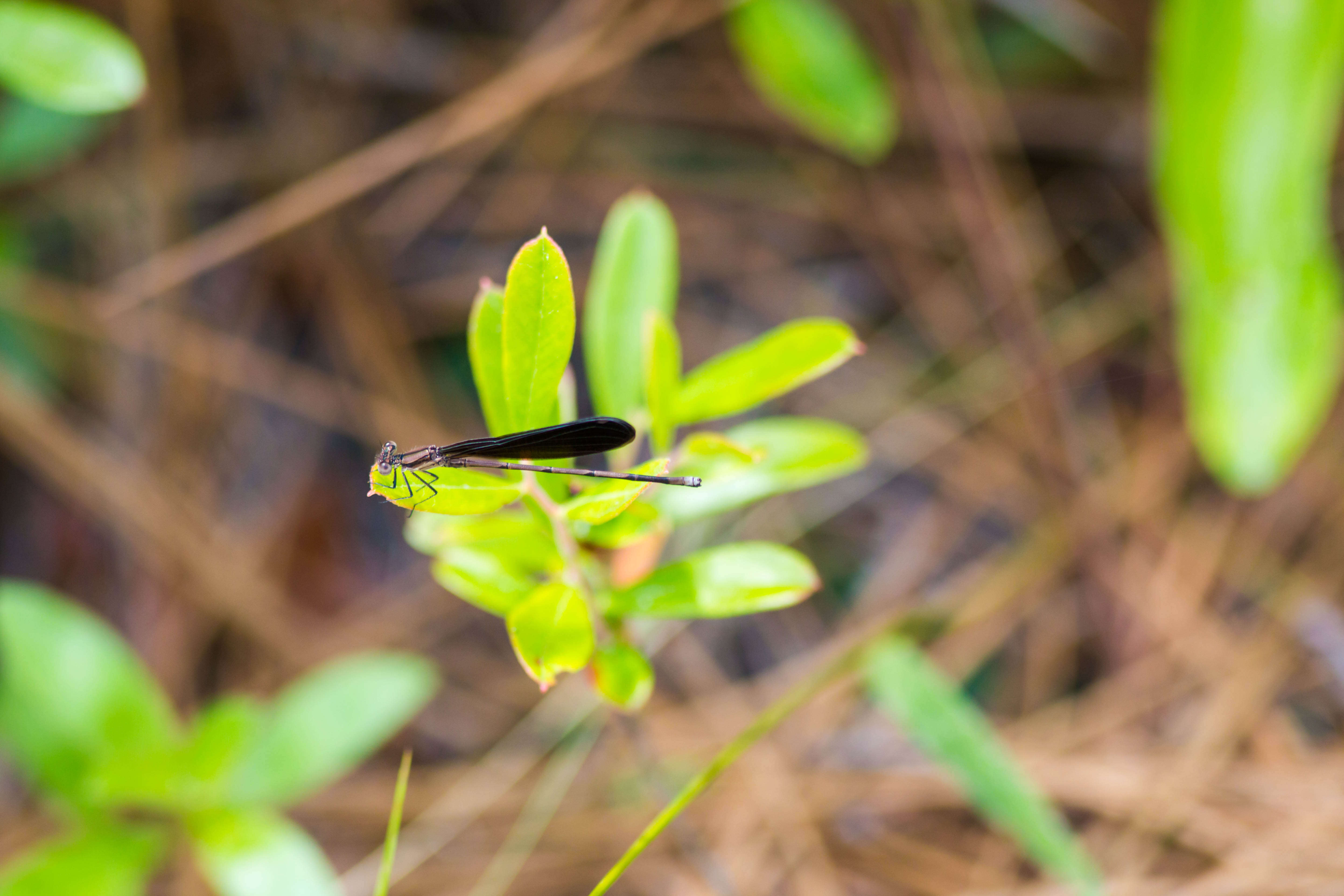 Image of Variable Dancer