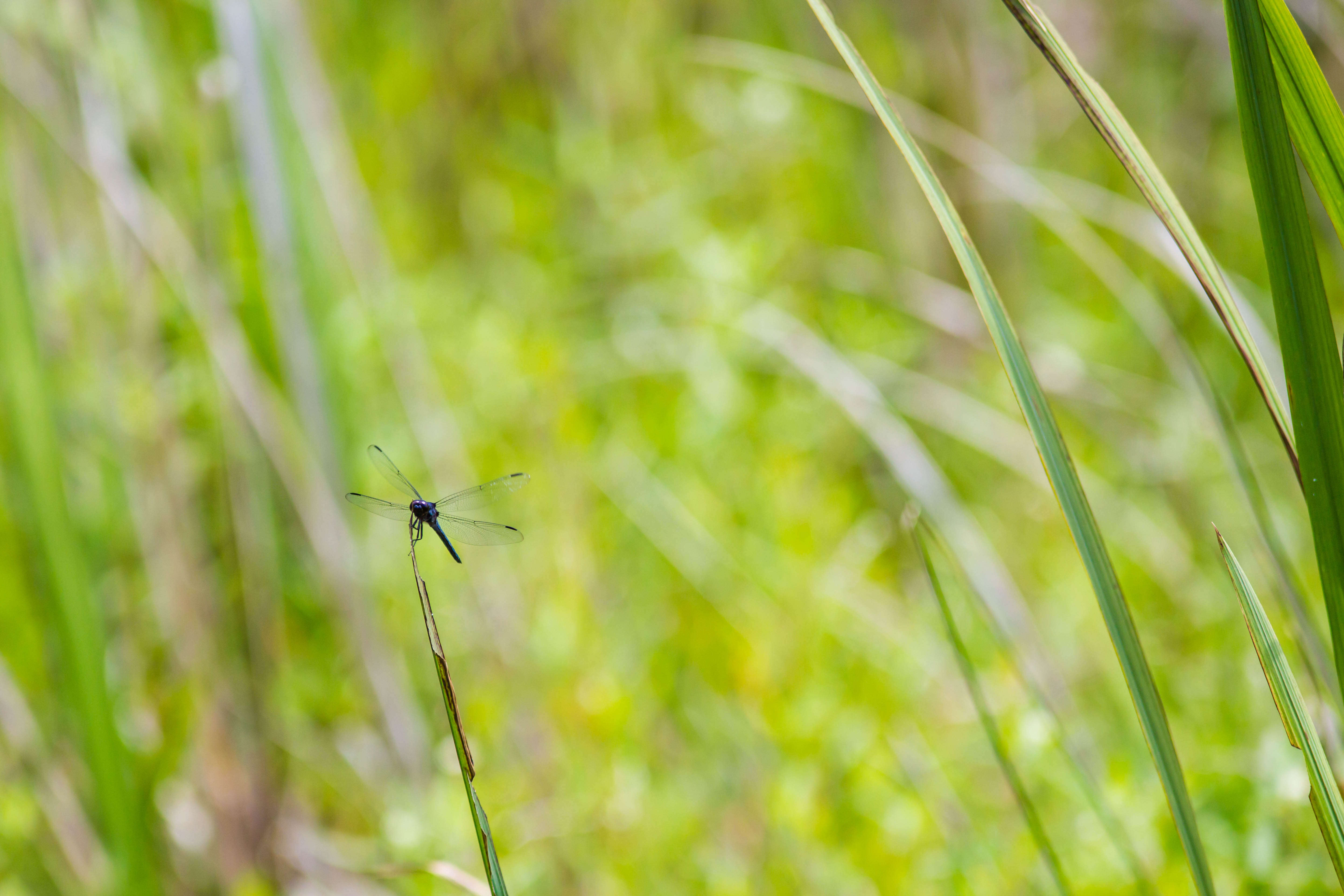 Libellula incesta Hagen 1861 resmi