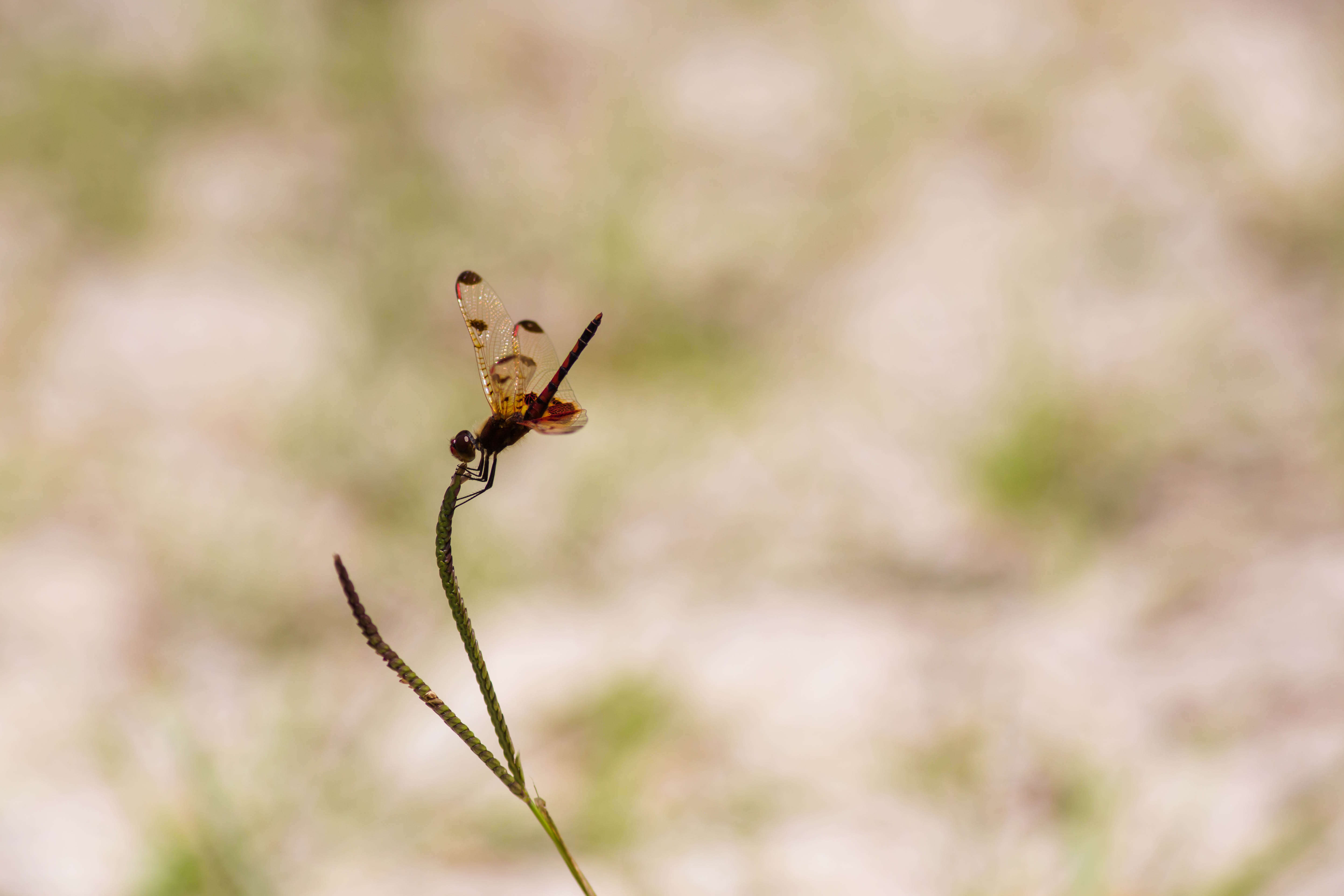 Слика од Celithemis elisa (Hagen 1861)