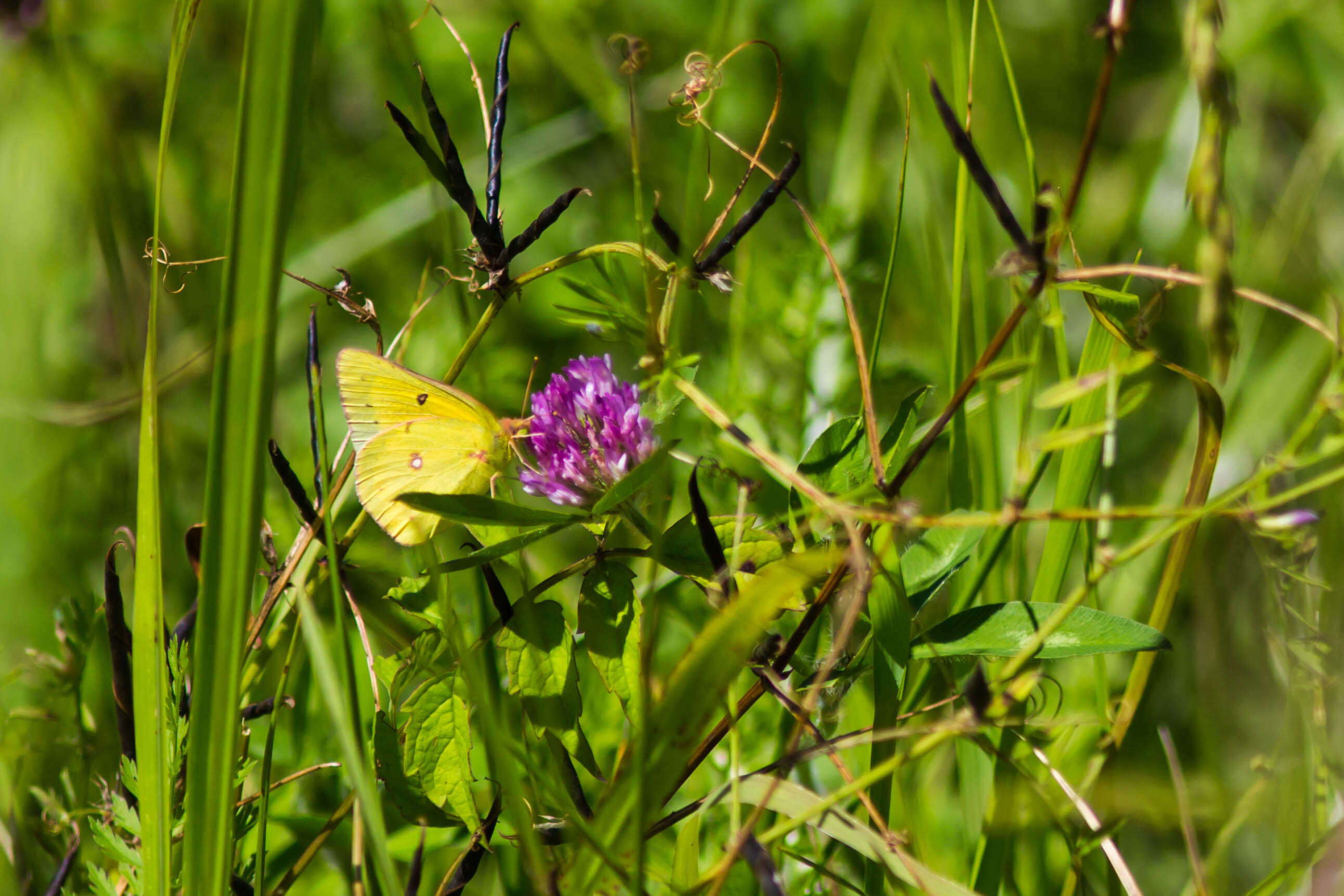 Image of Orange Sulphur