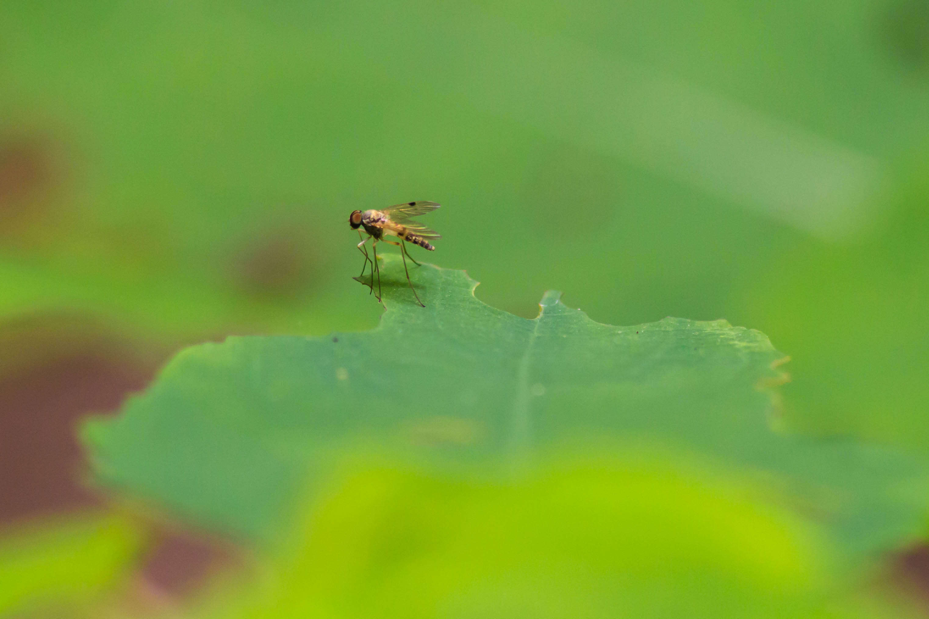 Image of Chrysopilus