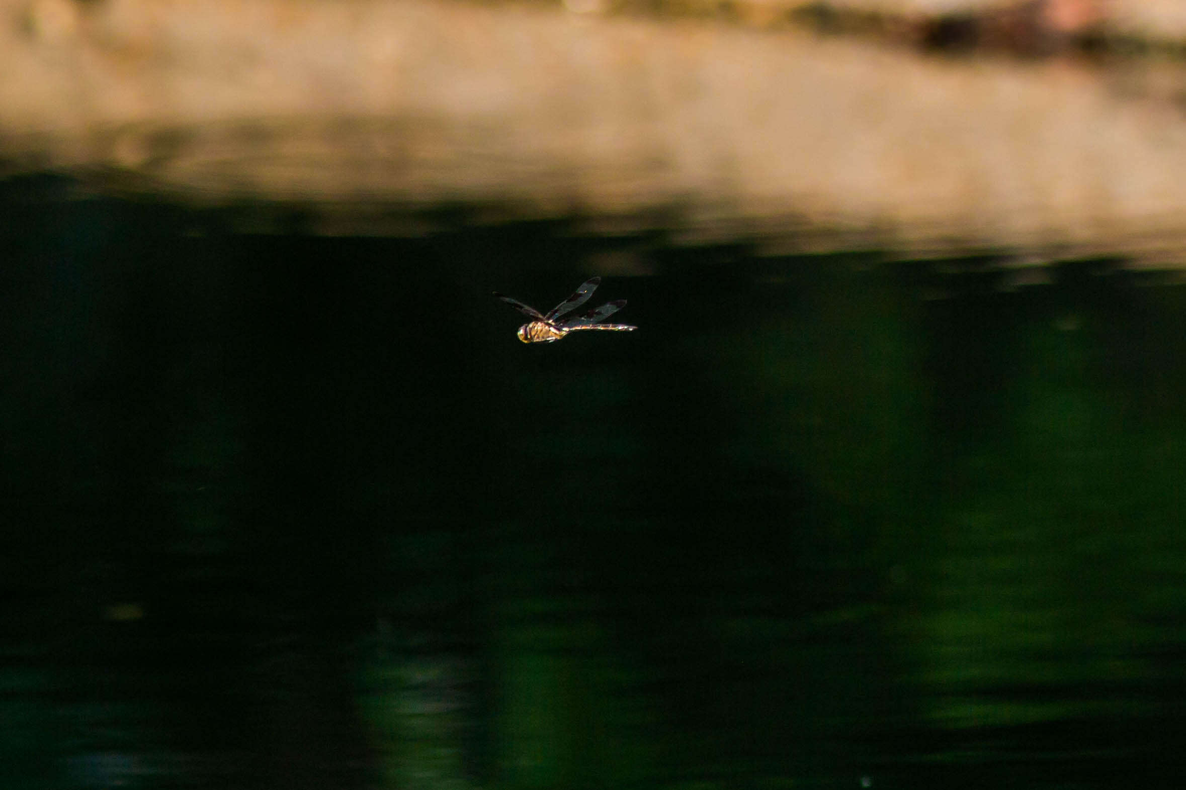 Image of Common Baskettail