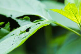 Image of Fork-tailed Bush Katydid