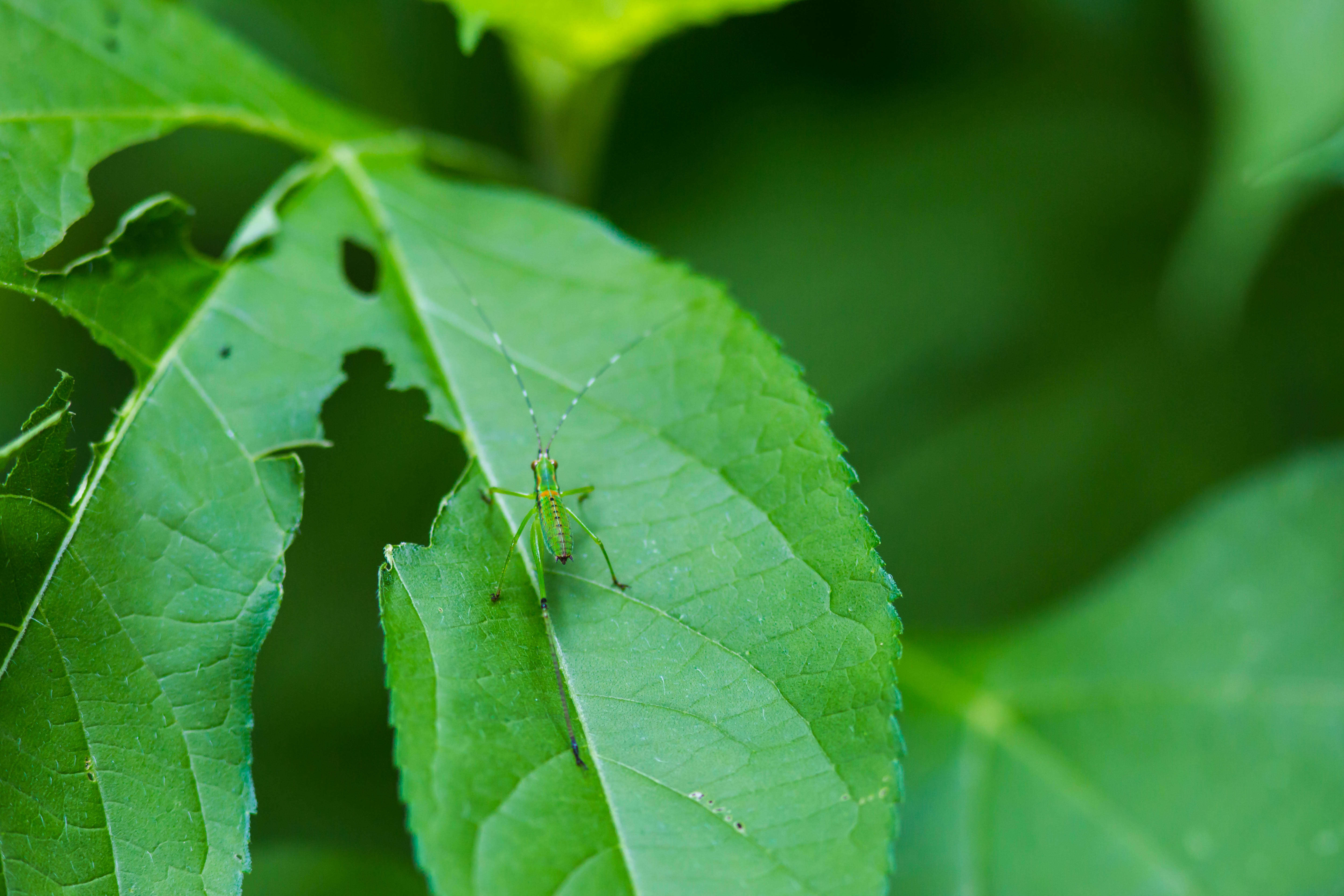 Image of Fork-tailed Bush Katydid