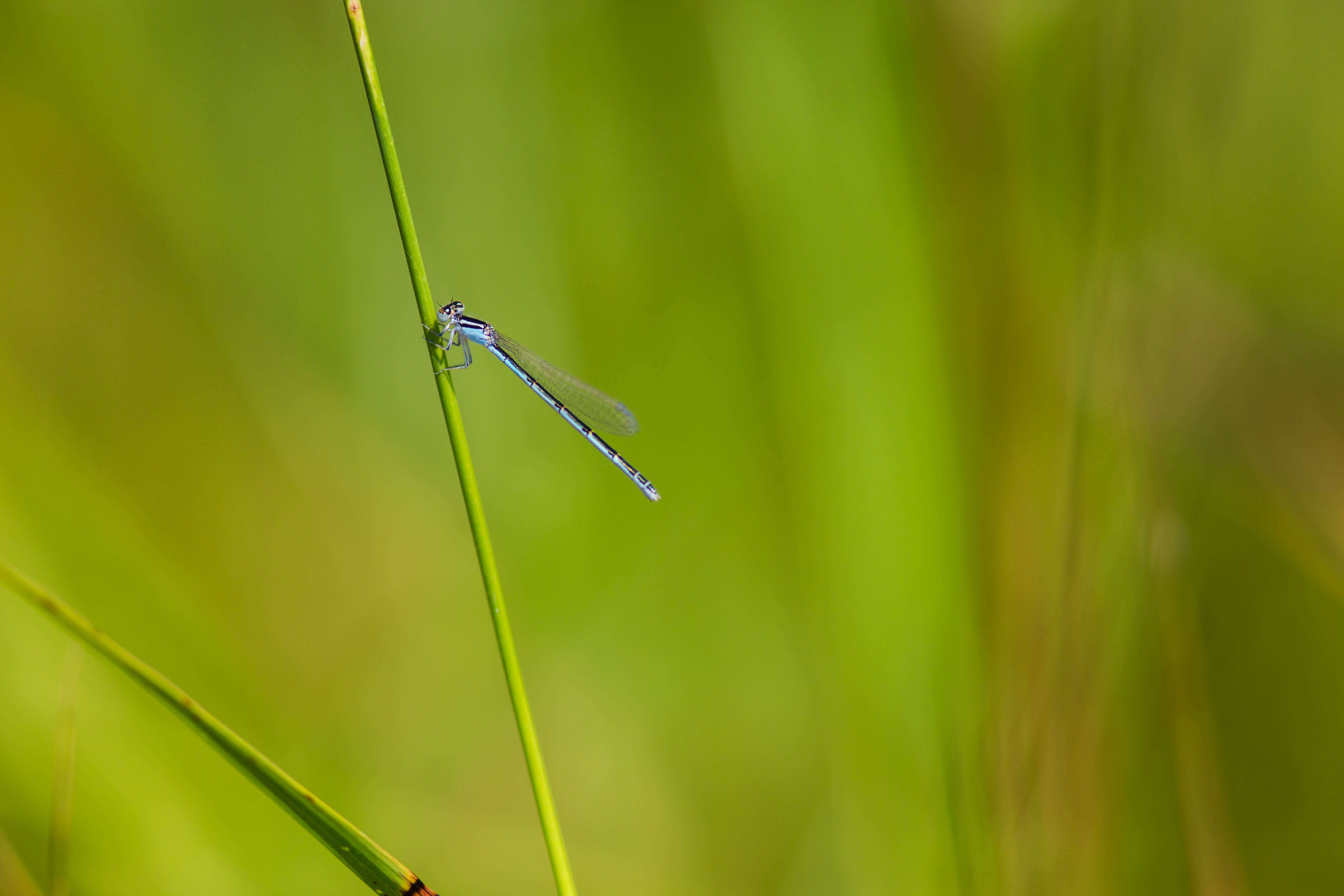 Image of Familiar Bluet