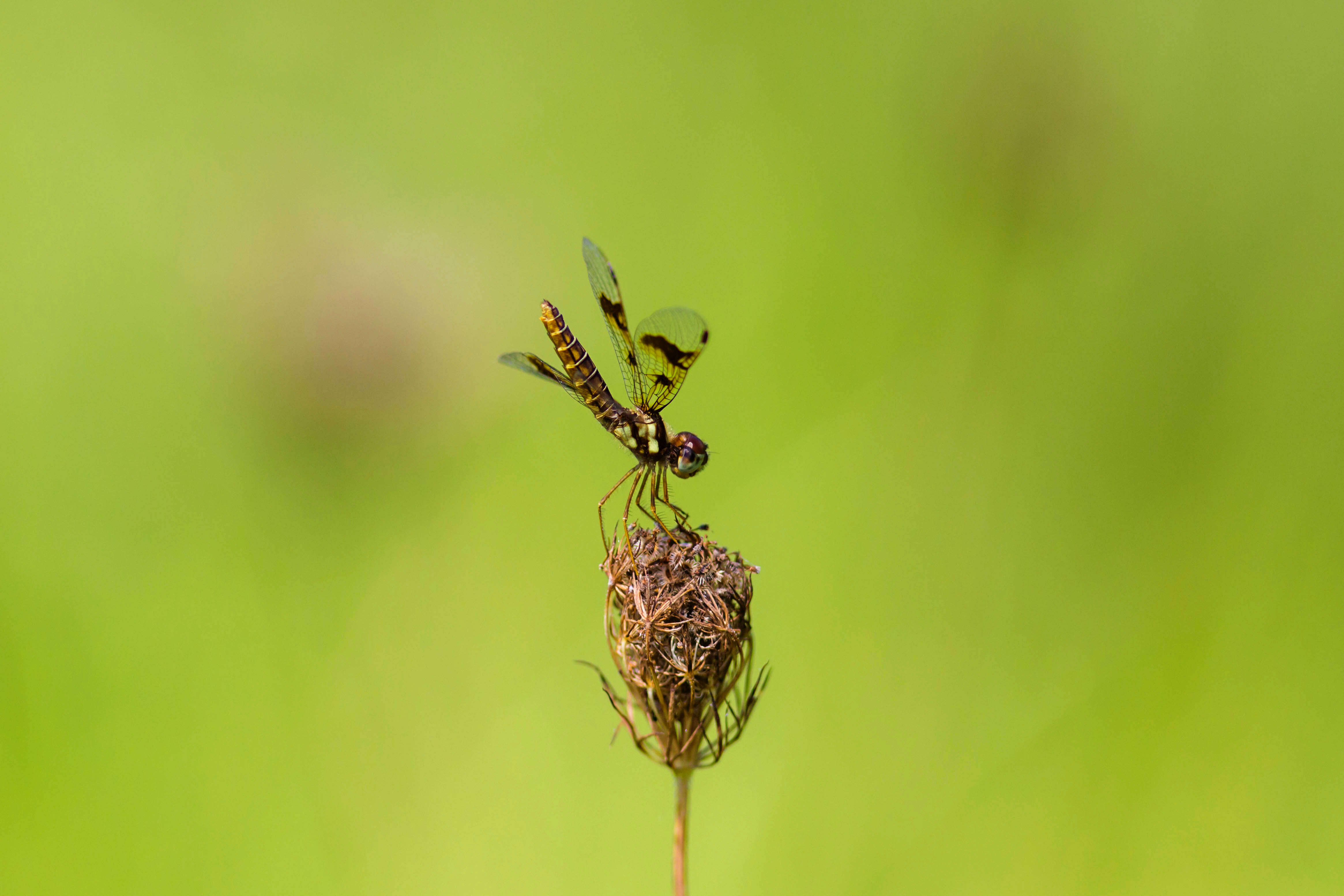 Image of Eastern Amberwing