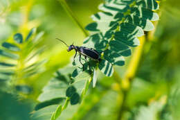 Image of Margined Blister Beetle