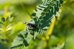 Image of Margined Blister Beetle