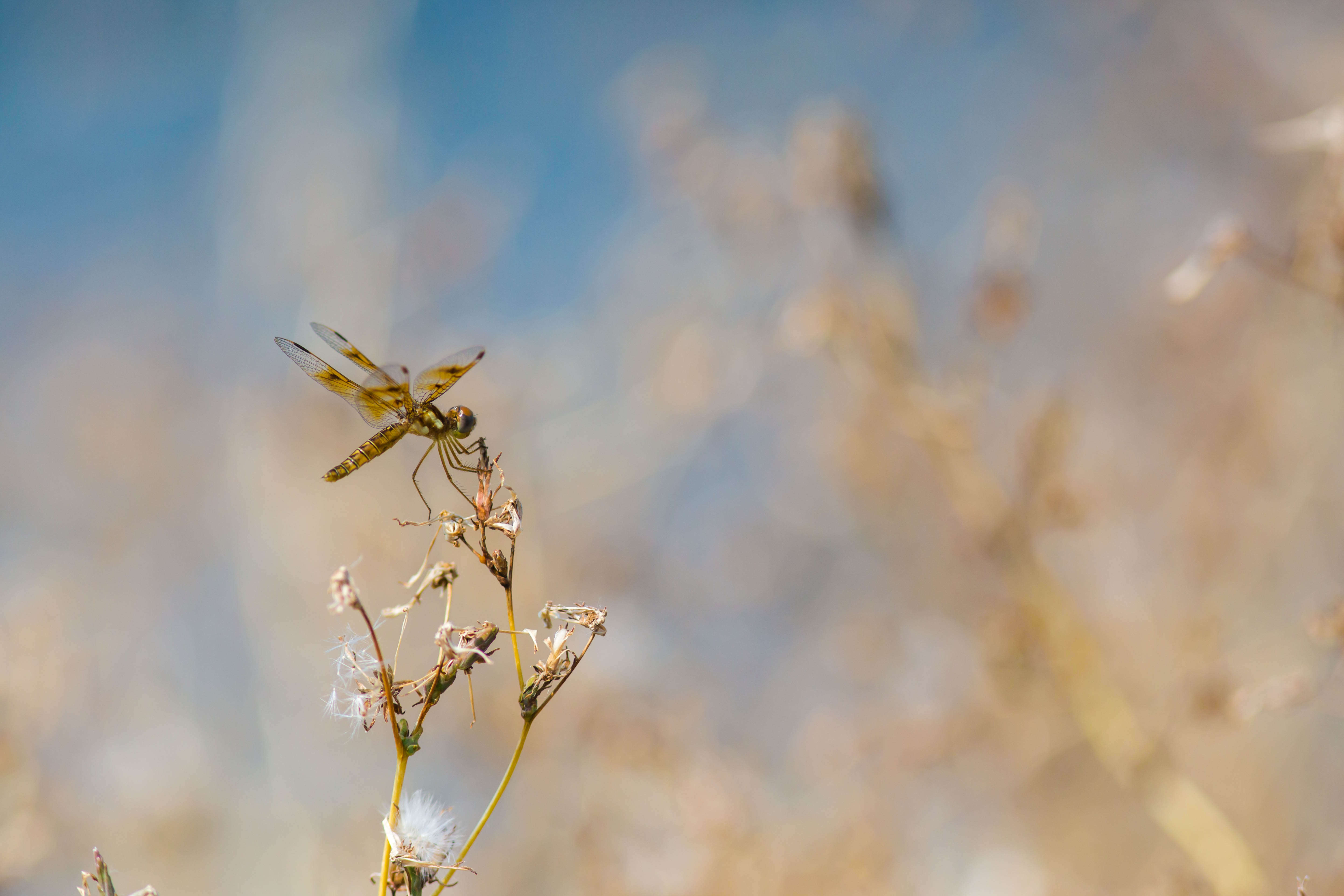 Image of Eastern Amberwing