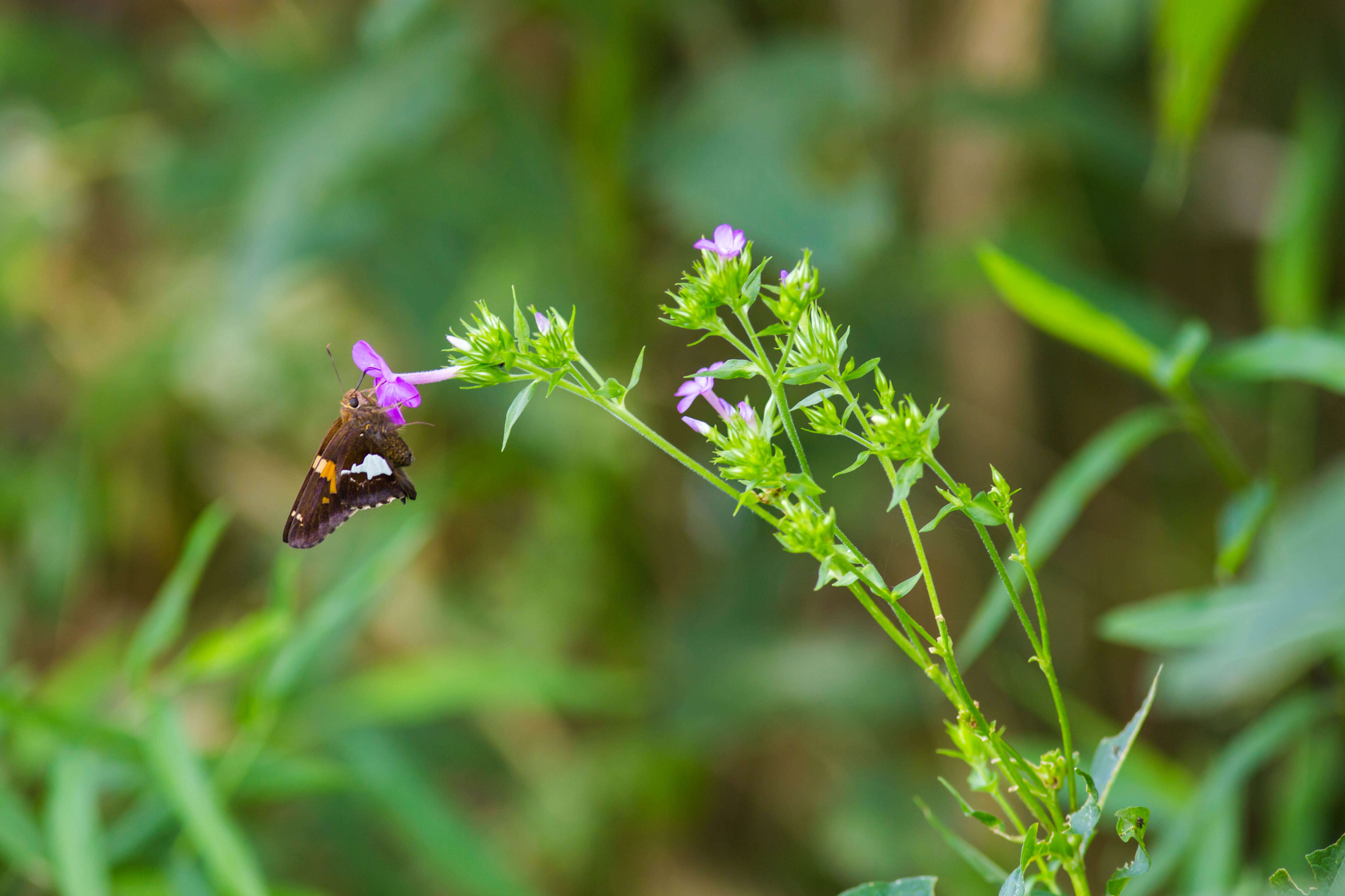 Image of Silver-spotted Skipper