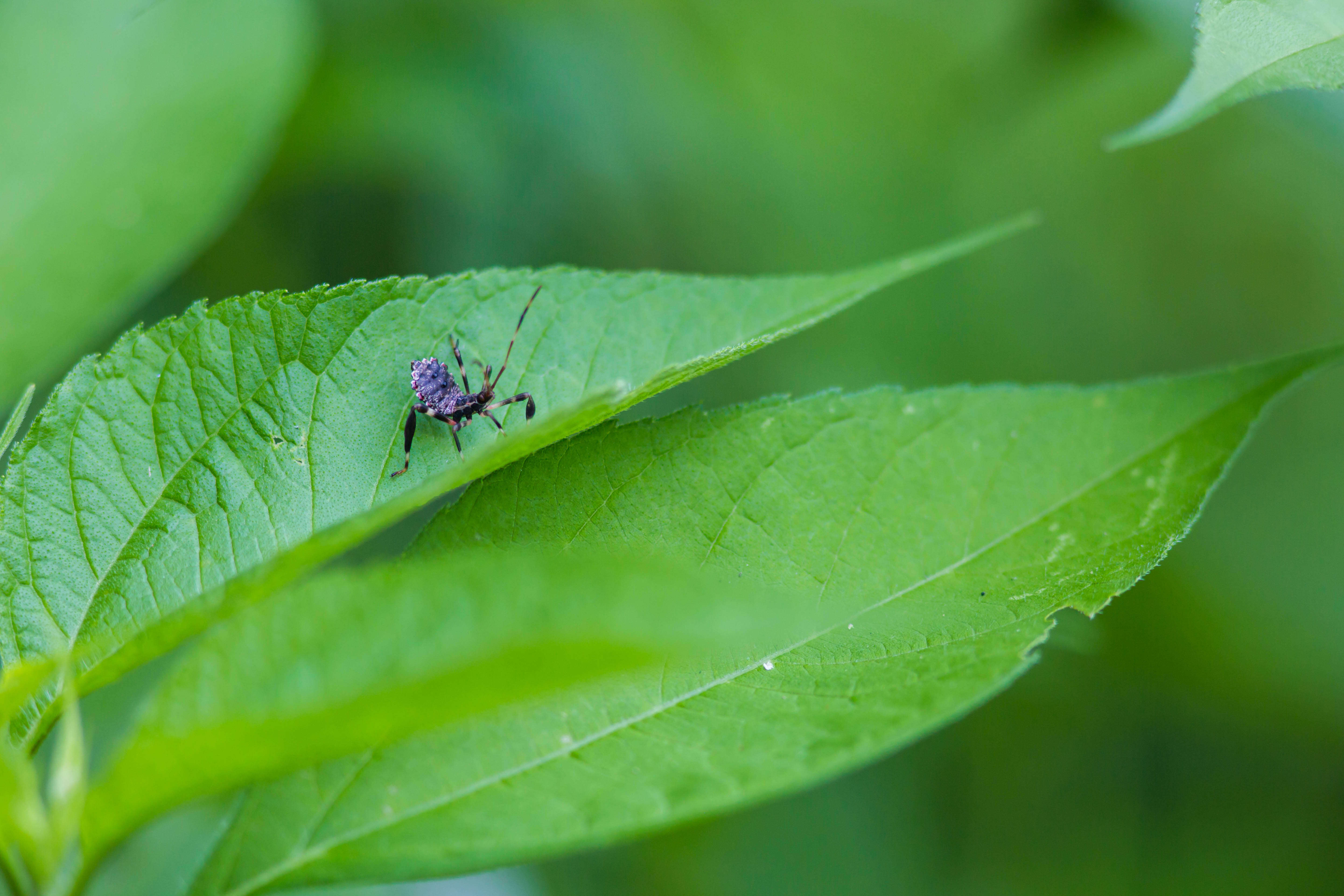 Image de Acanthocephala