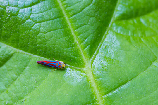 Graphocephala coccinea (Forster & J. R. 1771)的圖片