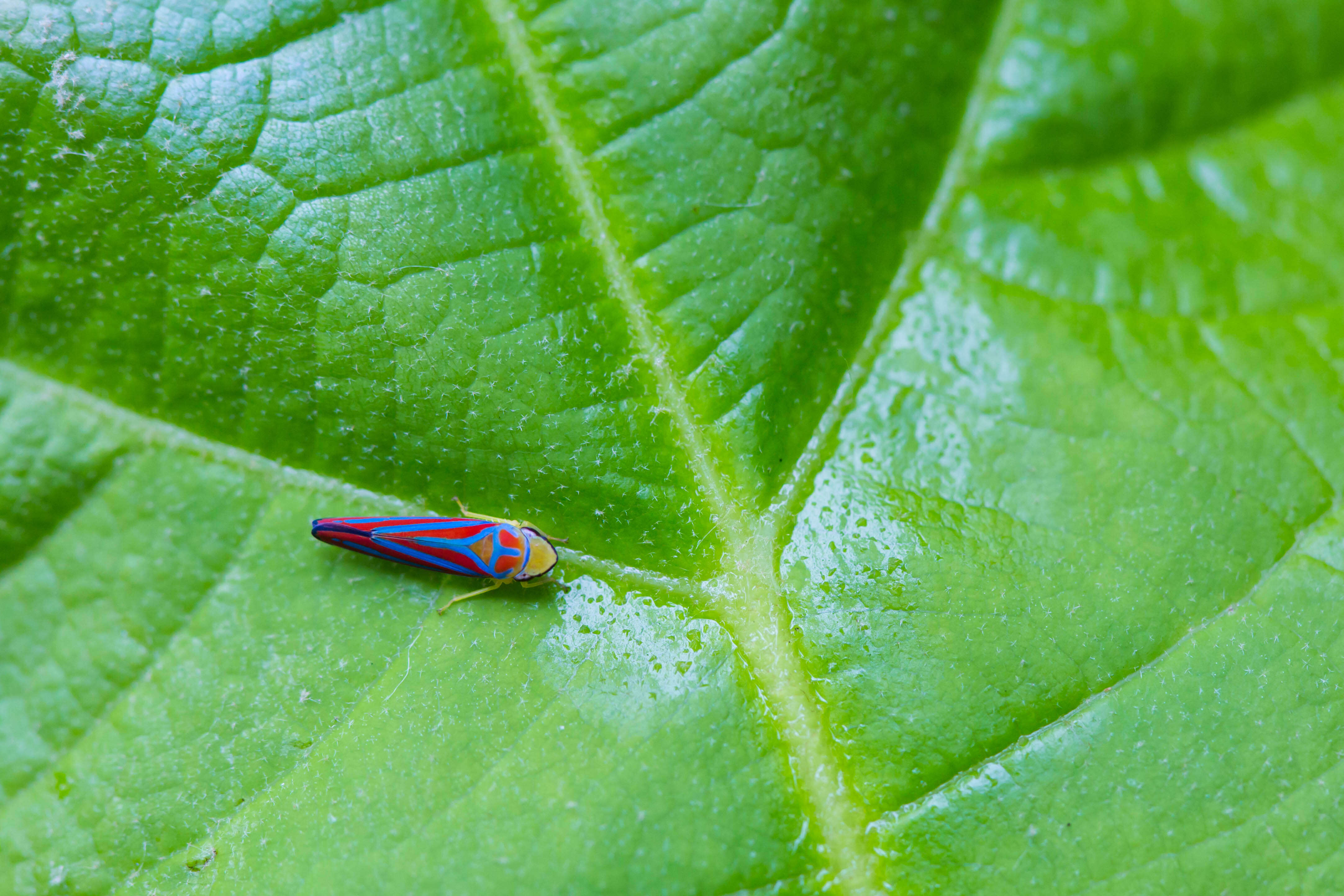 Graphocephala coccinea (Forster & J. R. 1771)的圖片