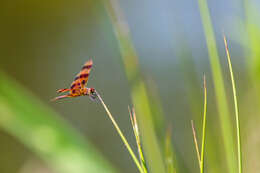 Celithemis eponina (Drury 1773) resmi