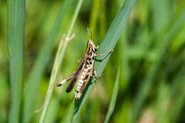 Image of Admirable Grasshopper