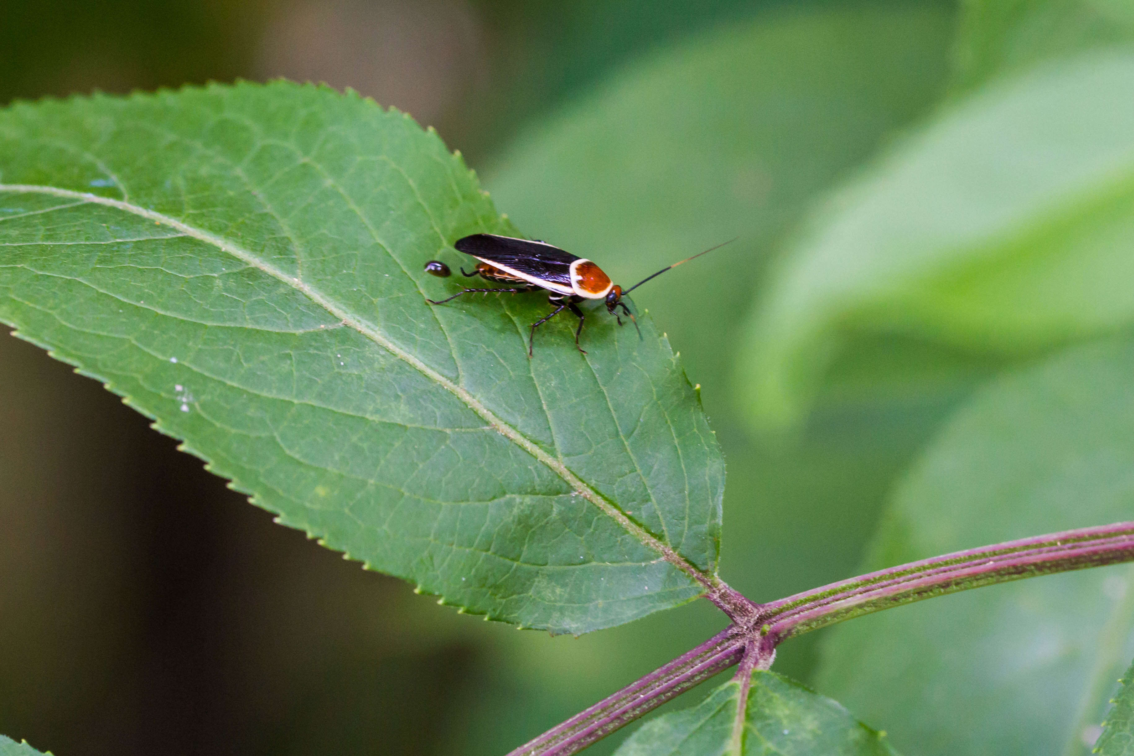 Image of Pale Bordered Field Cockroach