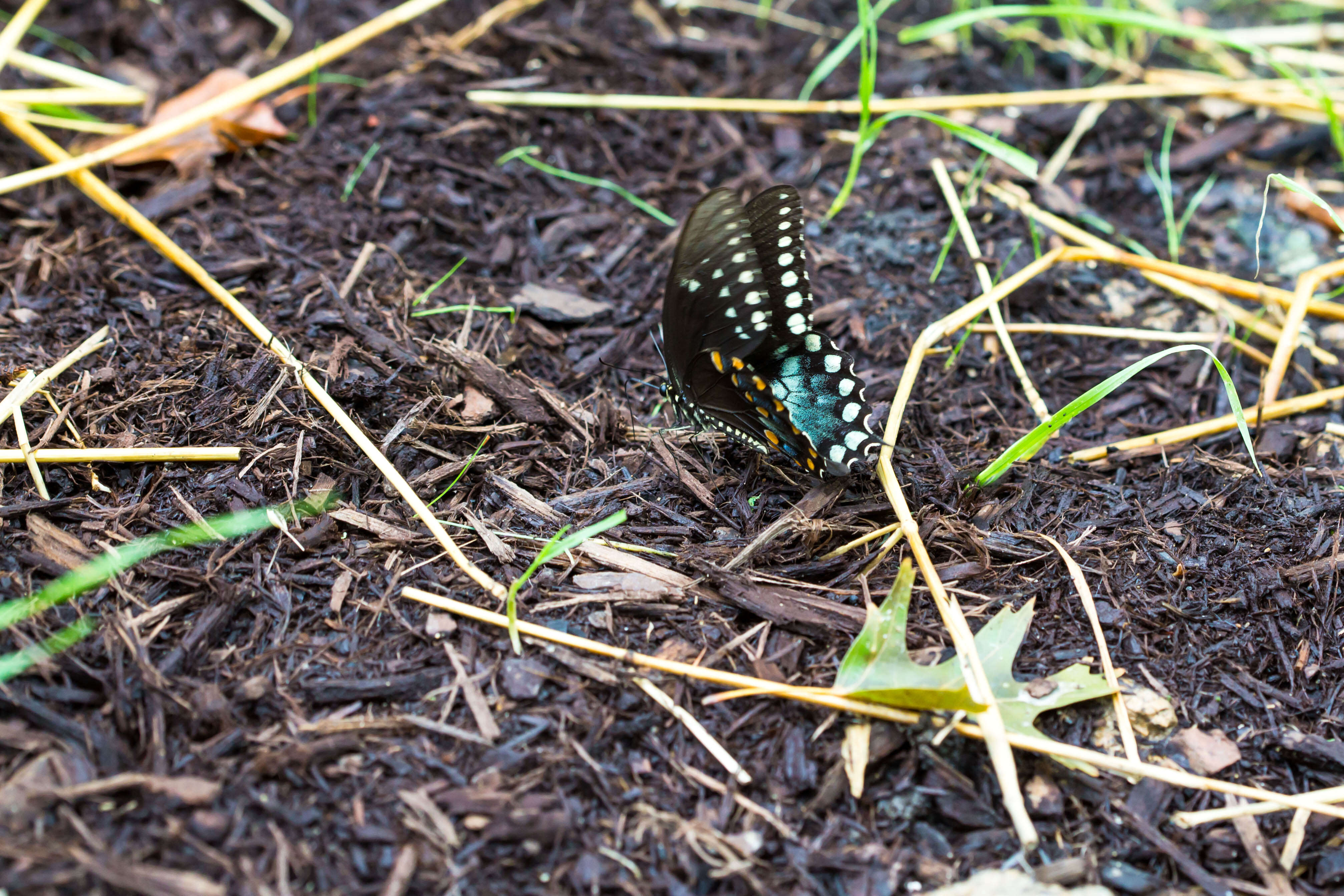 Image of Spicebush swallowtail