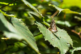 Image of Hackberry Emperor