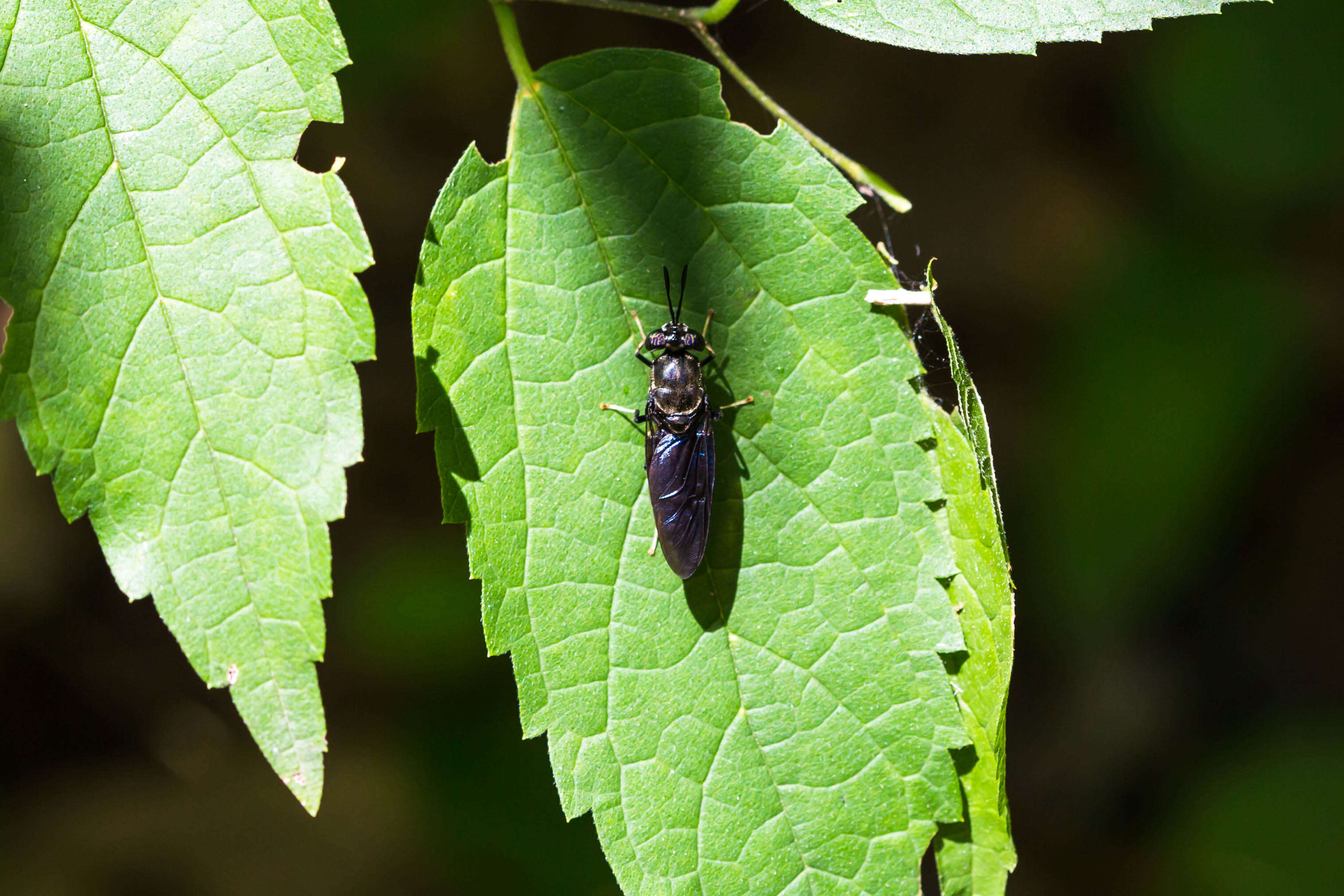 Image of Black Soldier Fly