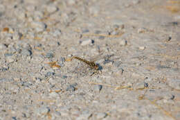 Image of Variegated Meadowhawk