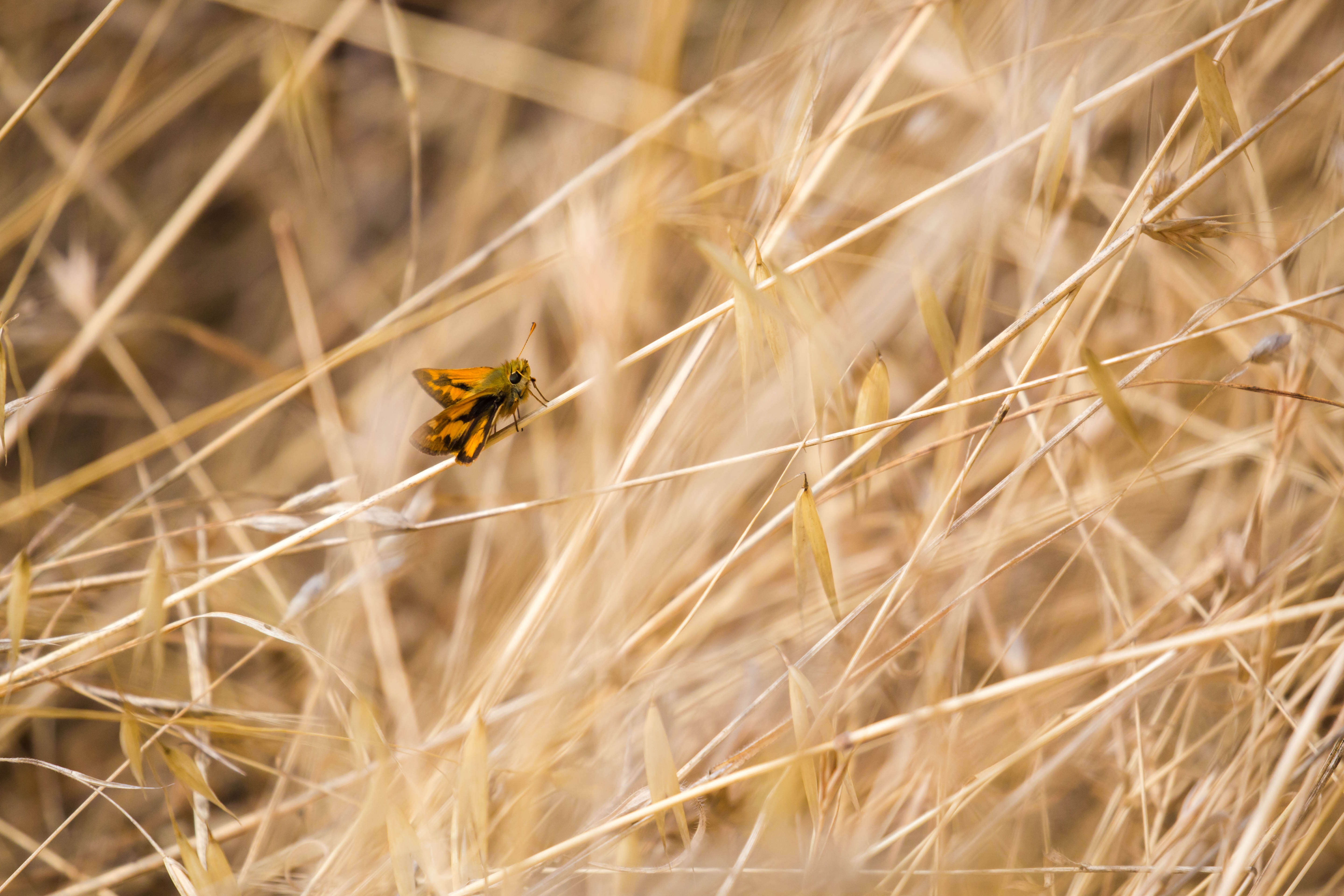 Image of Woodland Skipper