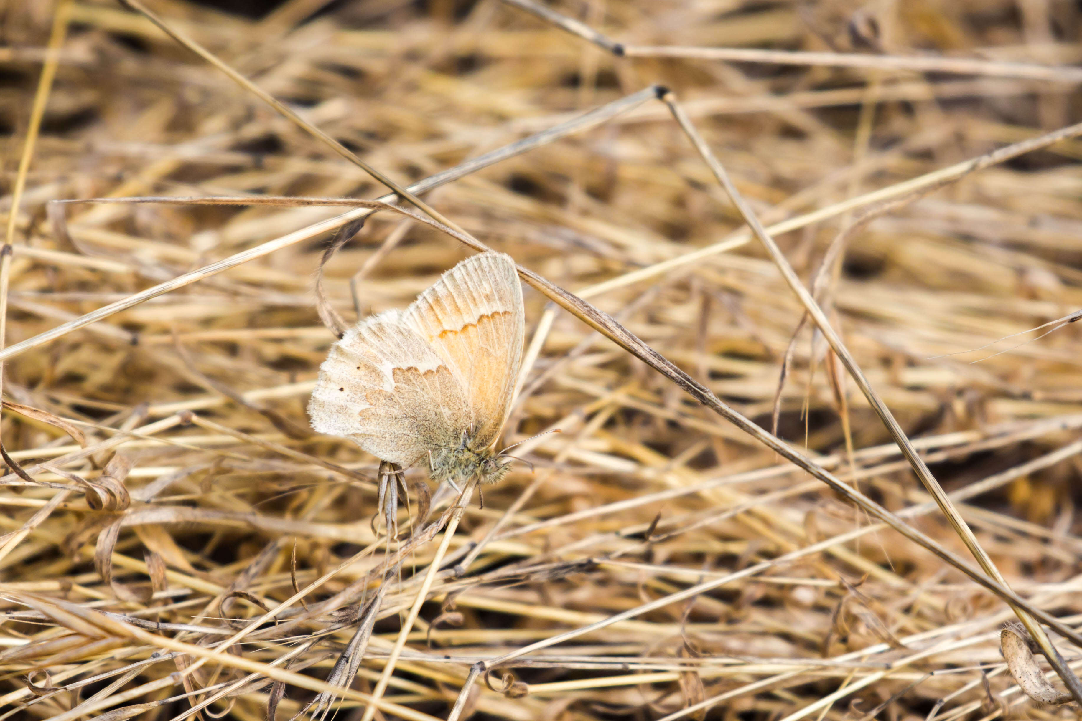 Image of Common Ringlet