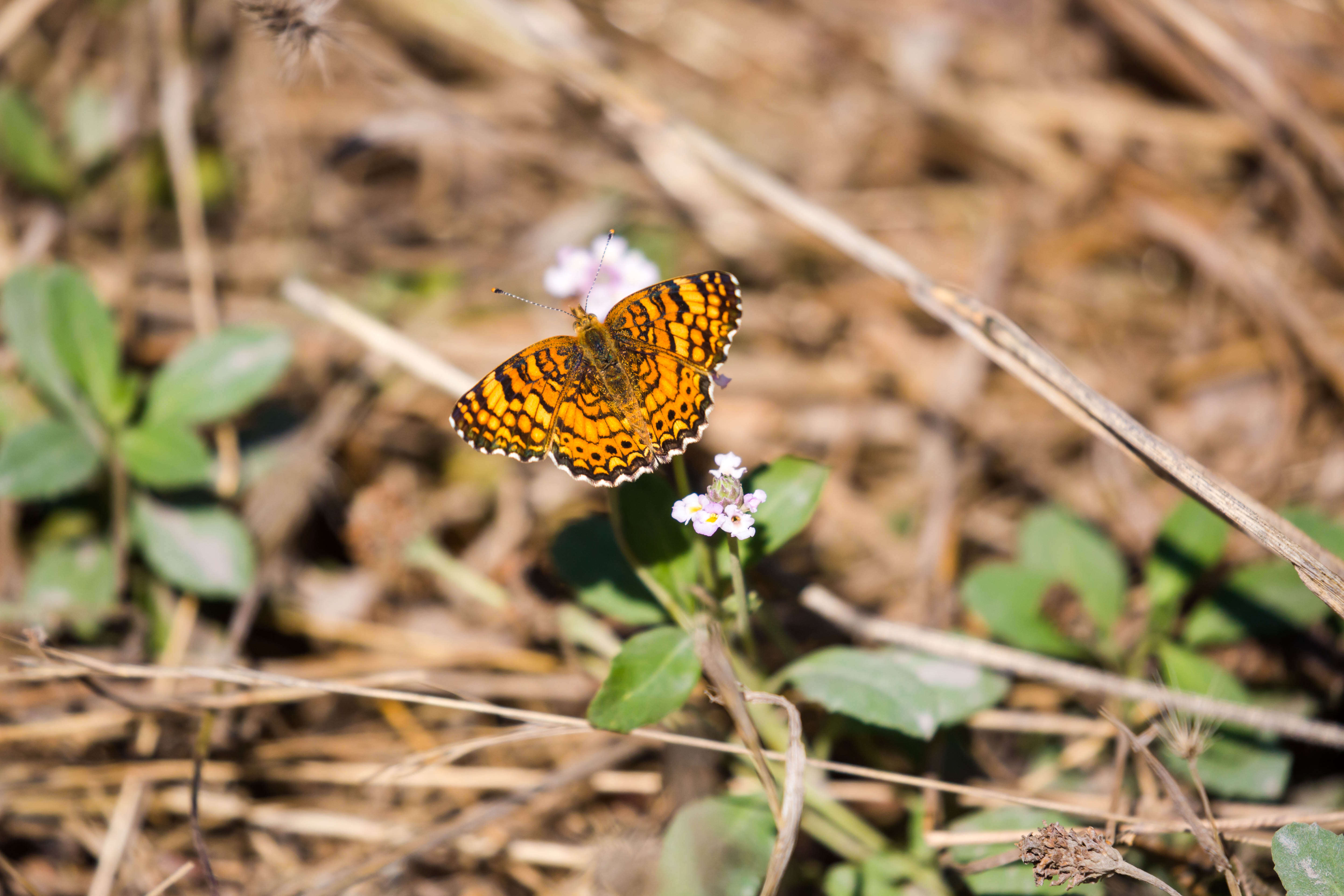 Image of Phyciodes mylitta