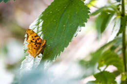 Image of Satyr Comma