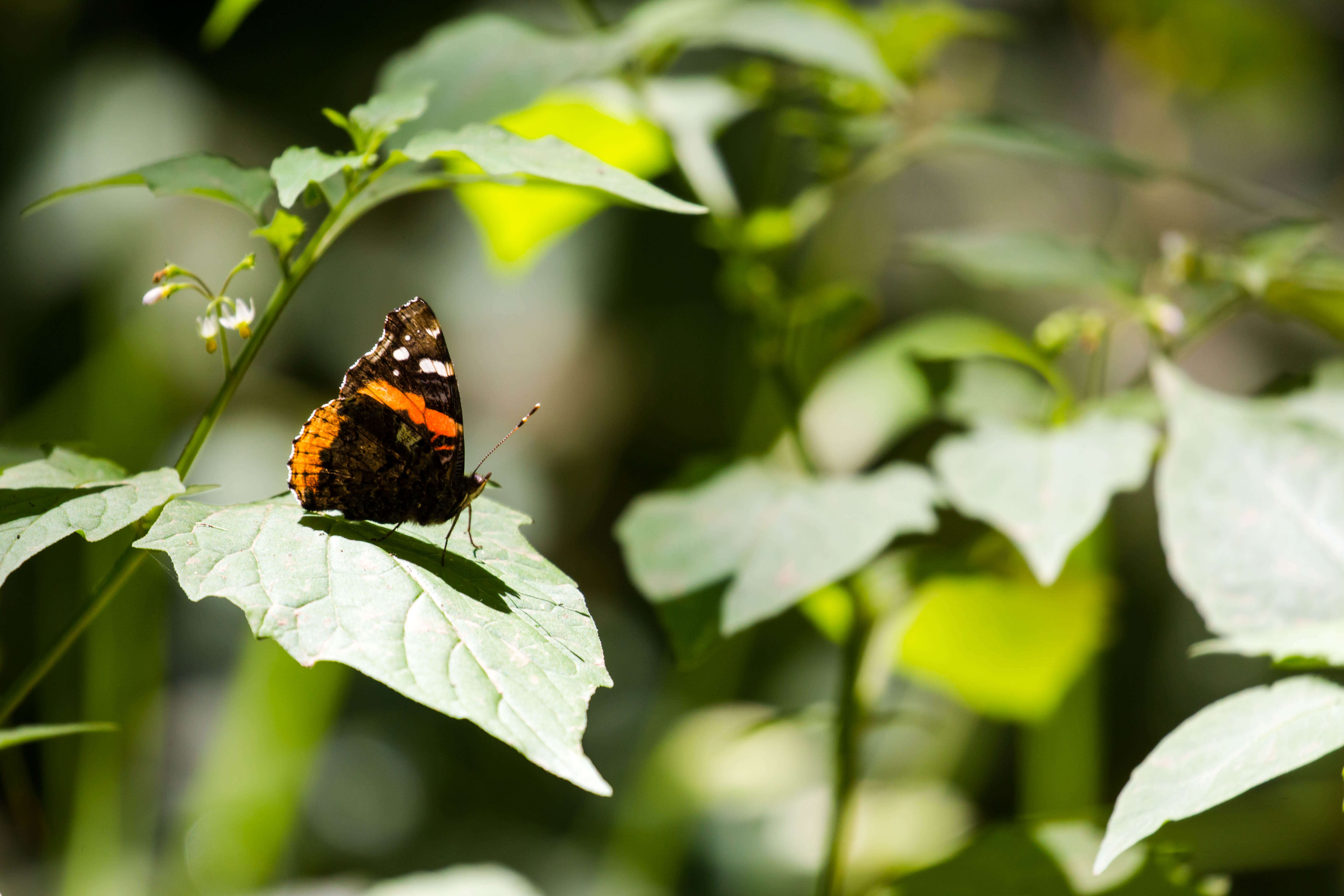 Imagem de Vanessa atalanta Linnaeus 1758