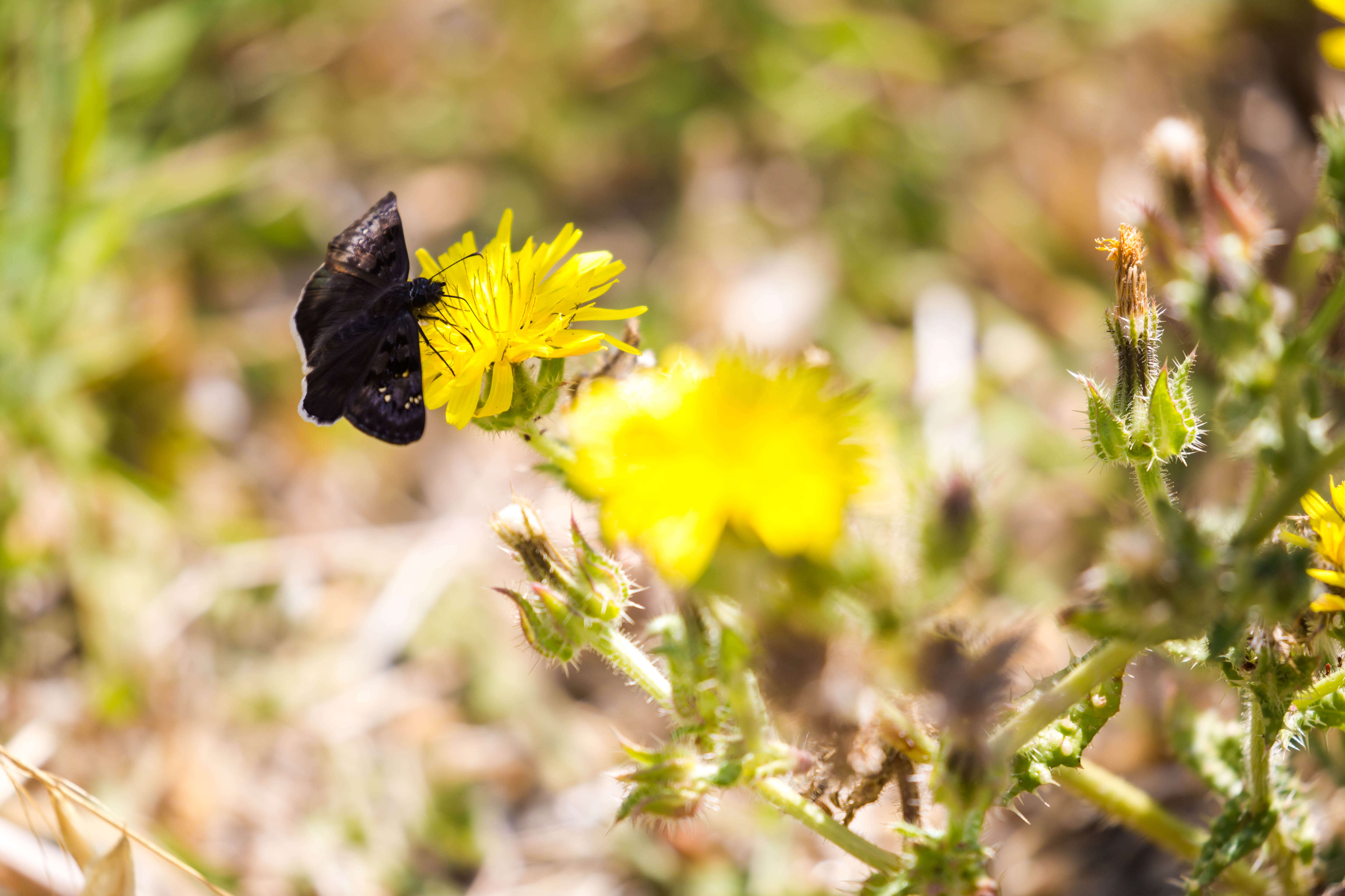 Image of Funereal Duskywing