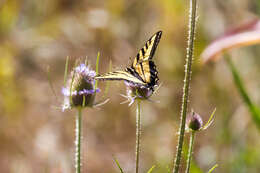 صورة Papilio rutulus Lucas 1852