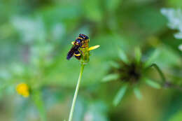 Imagem de Philanthus gibbosus (Fabricius 1775)