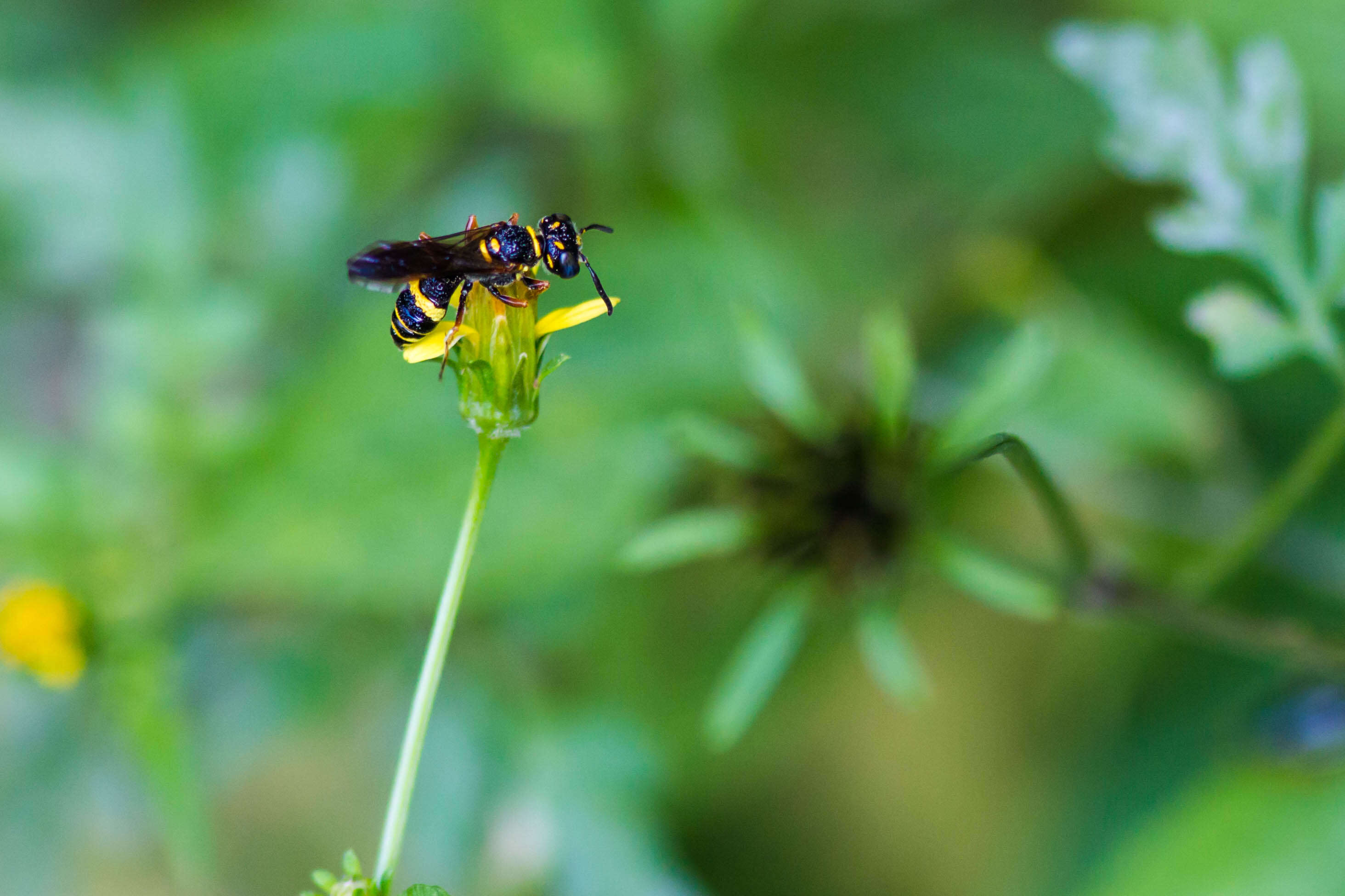 Image of Philanthus gibbosus (Fabricius 1775)