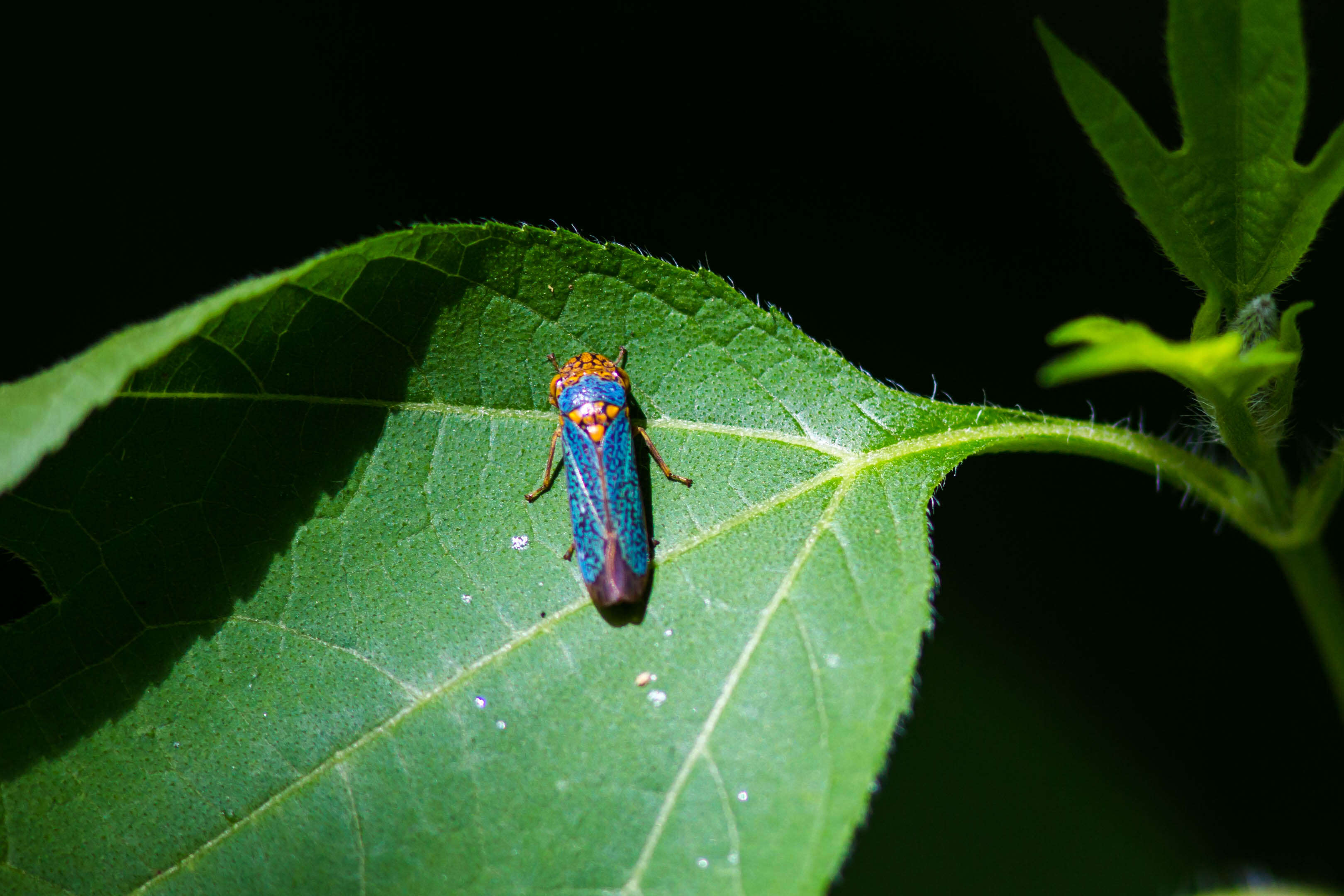 Image of Broad-headed sharpshooter