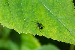 Image of (Eastern) black carpenter ant