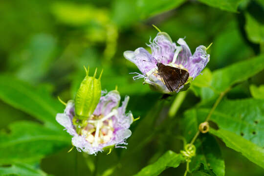 Image of Clouded Skipper