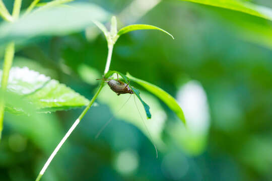 Image of Restless Bush Cricket