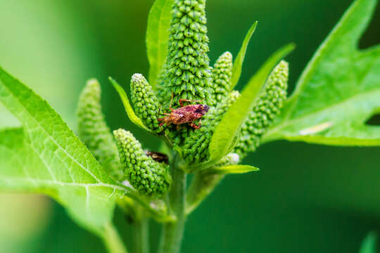 Image of Clouded plant bug