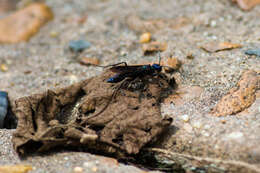 Image of Steel-blue Cricket Hunter