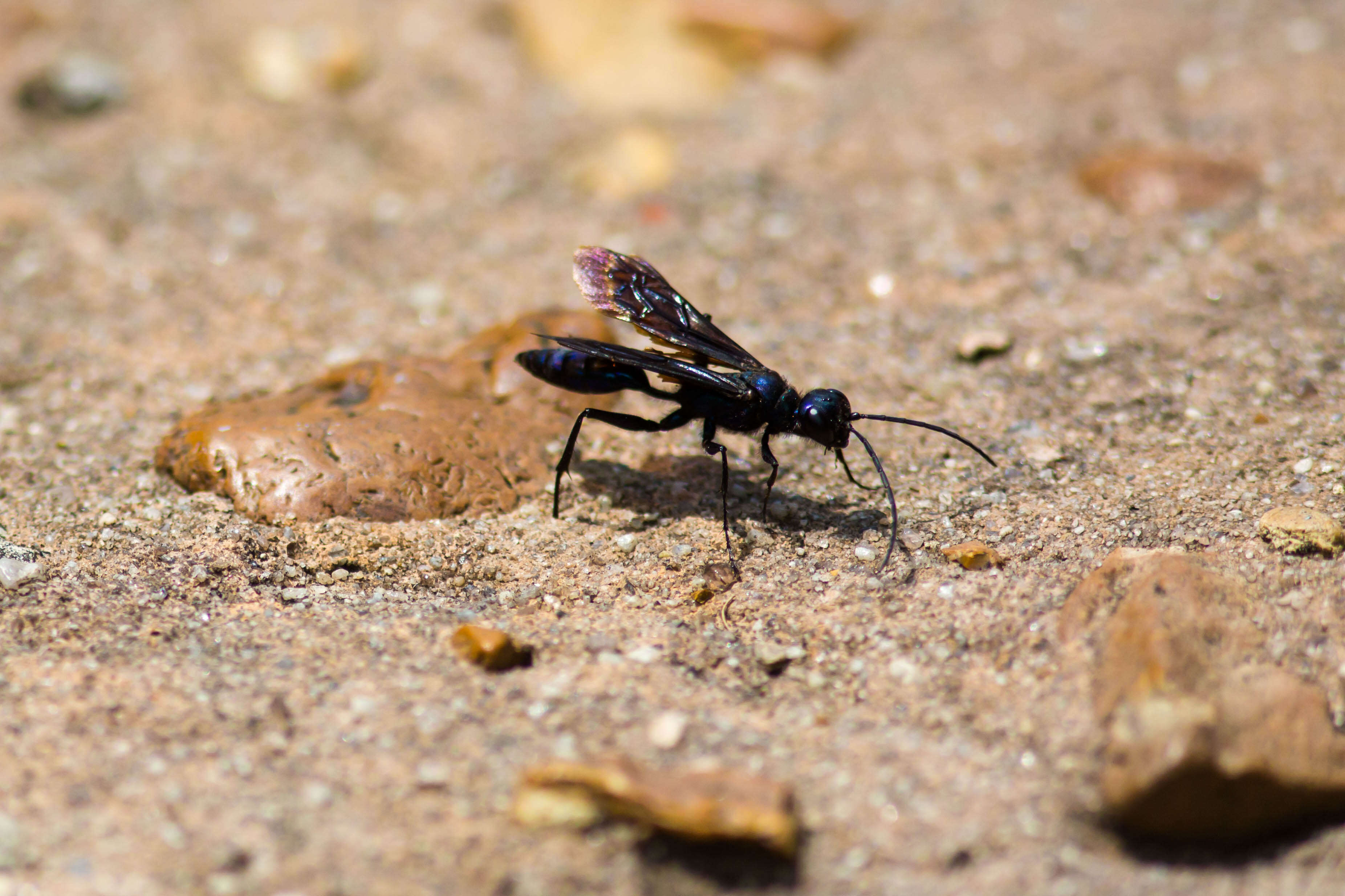 Image of Steel-blue Cricket Hunter