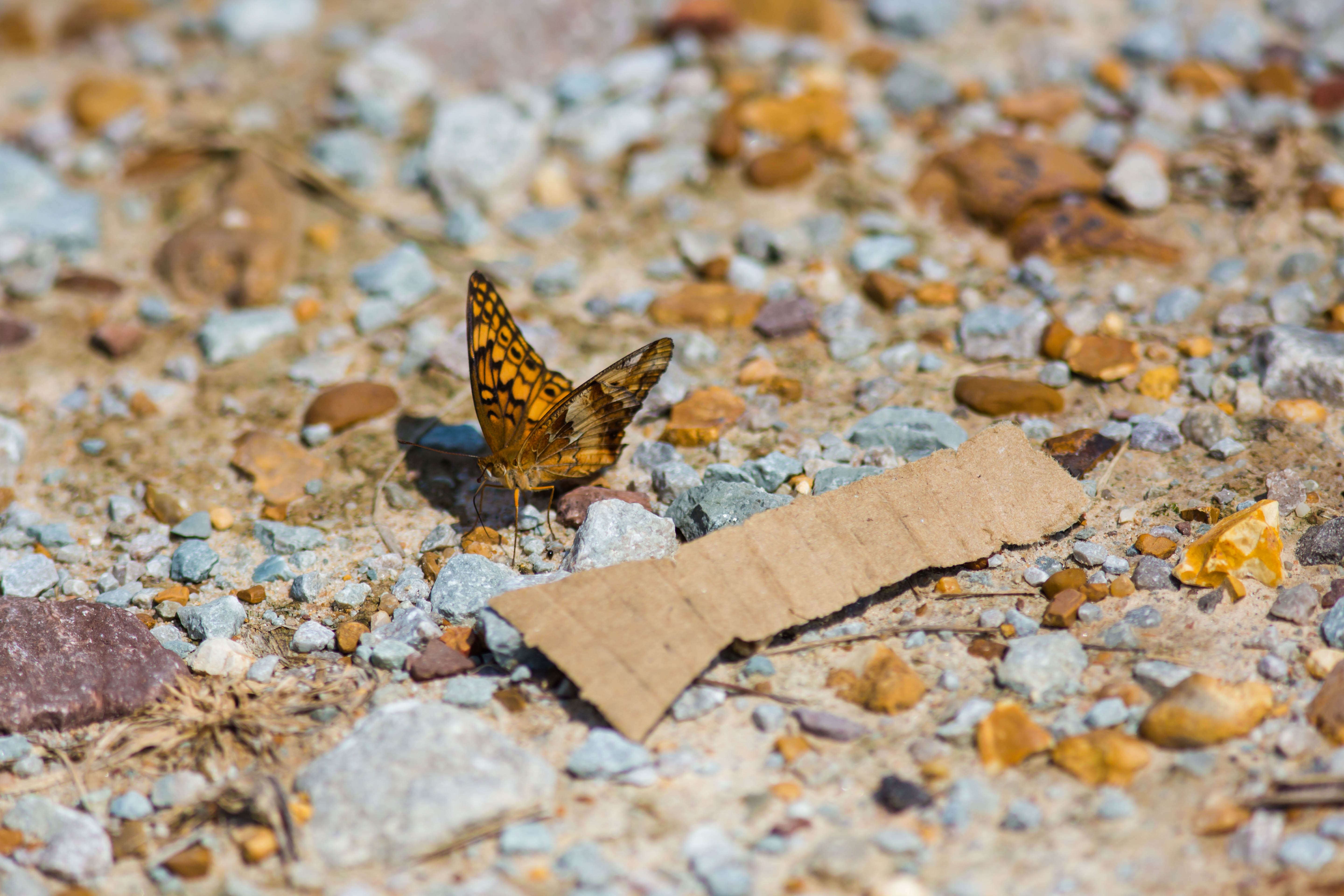 Image of Variegated Fritillary