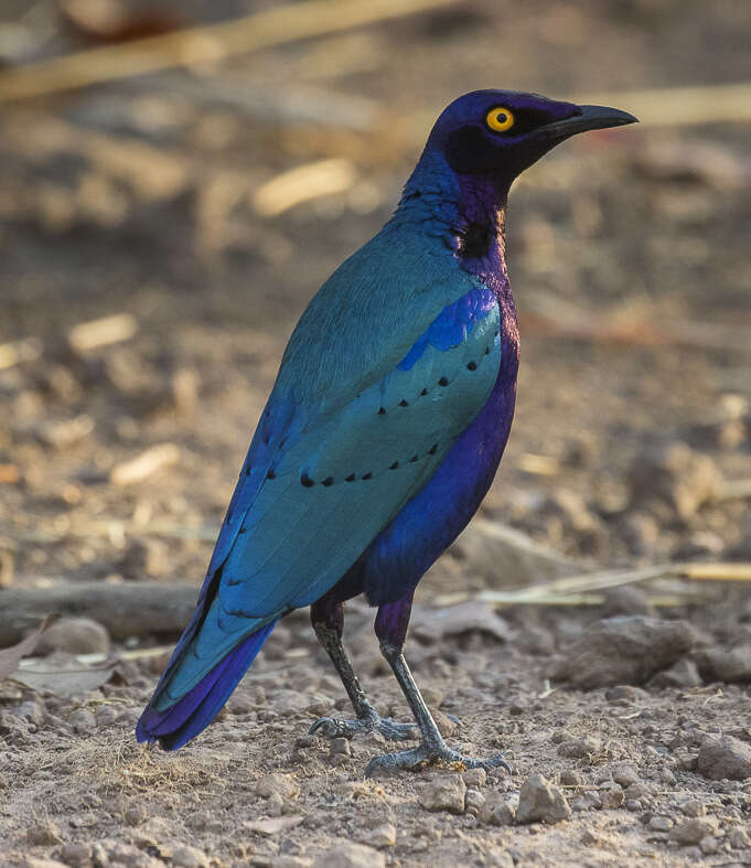 Image of Purple Glossy Starling