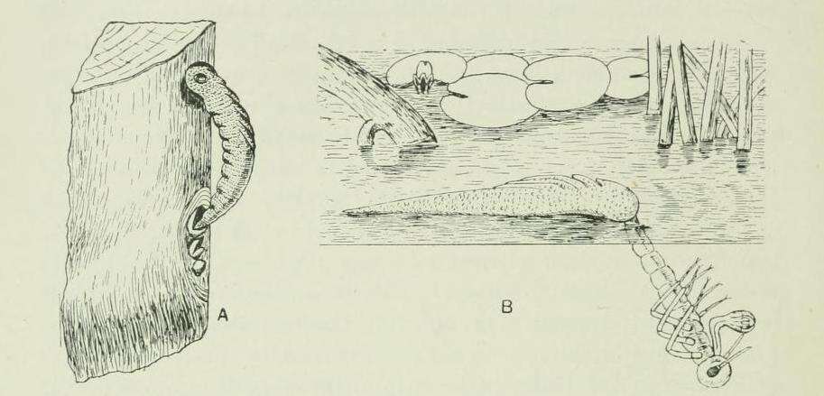 Image of Chalcolestes Kennedy 1920