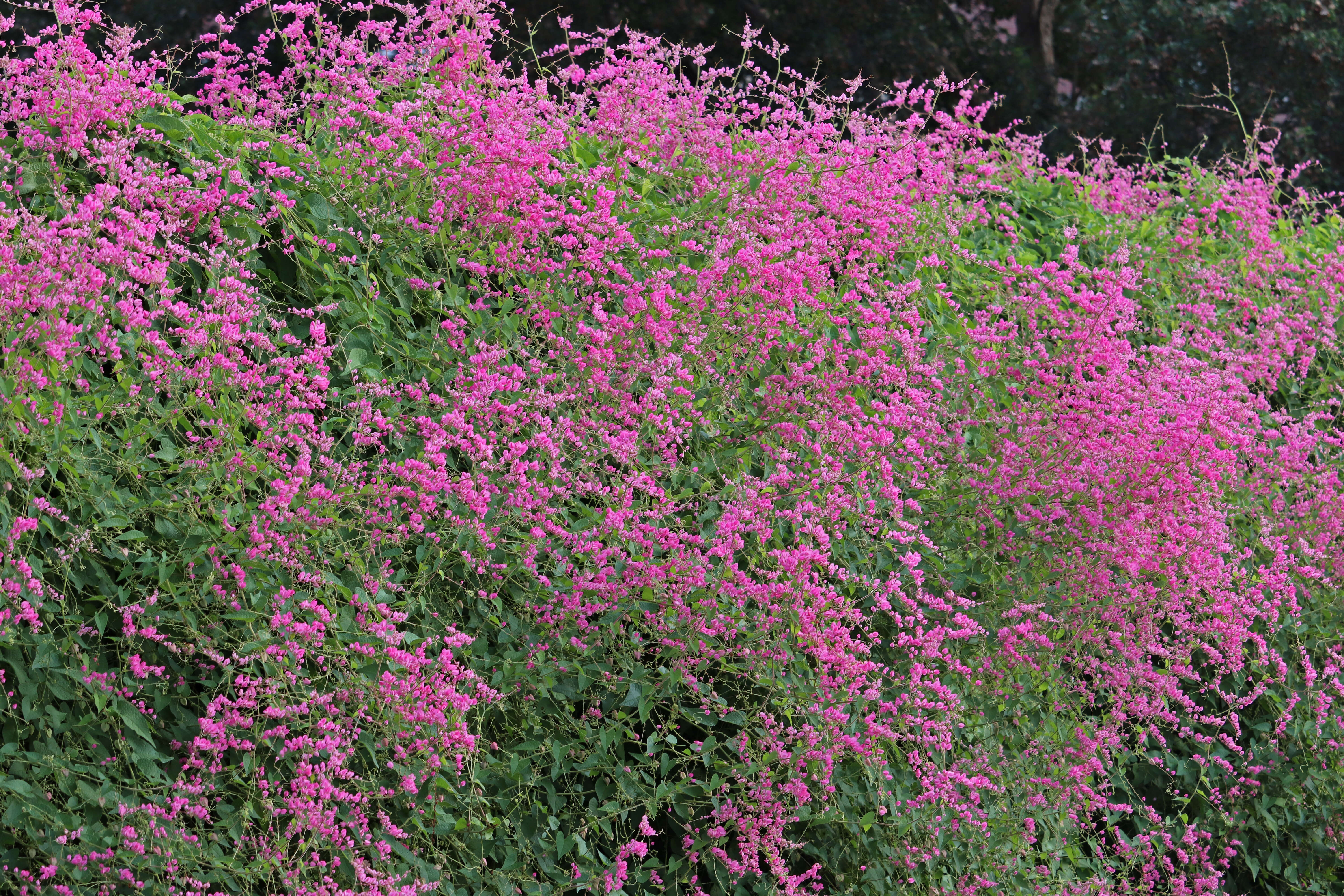 Image of antigonon