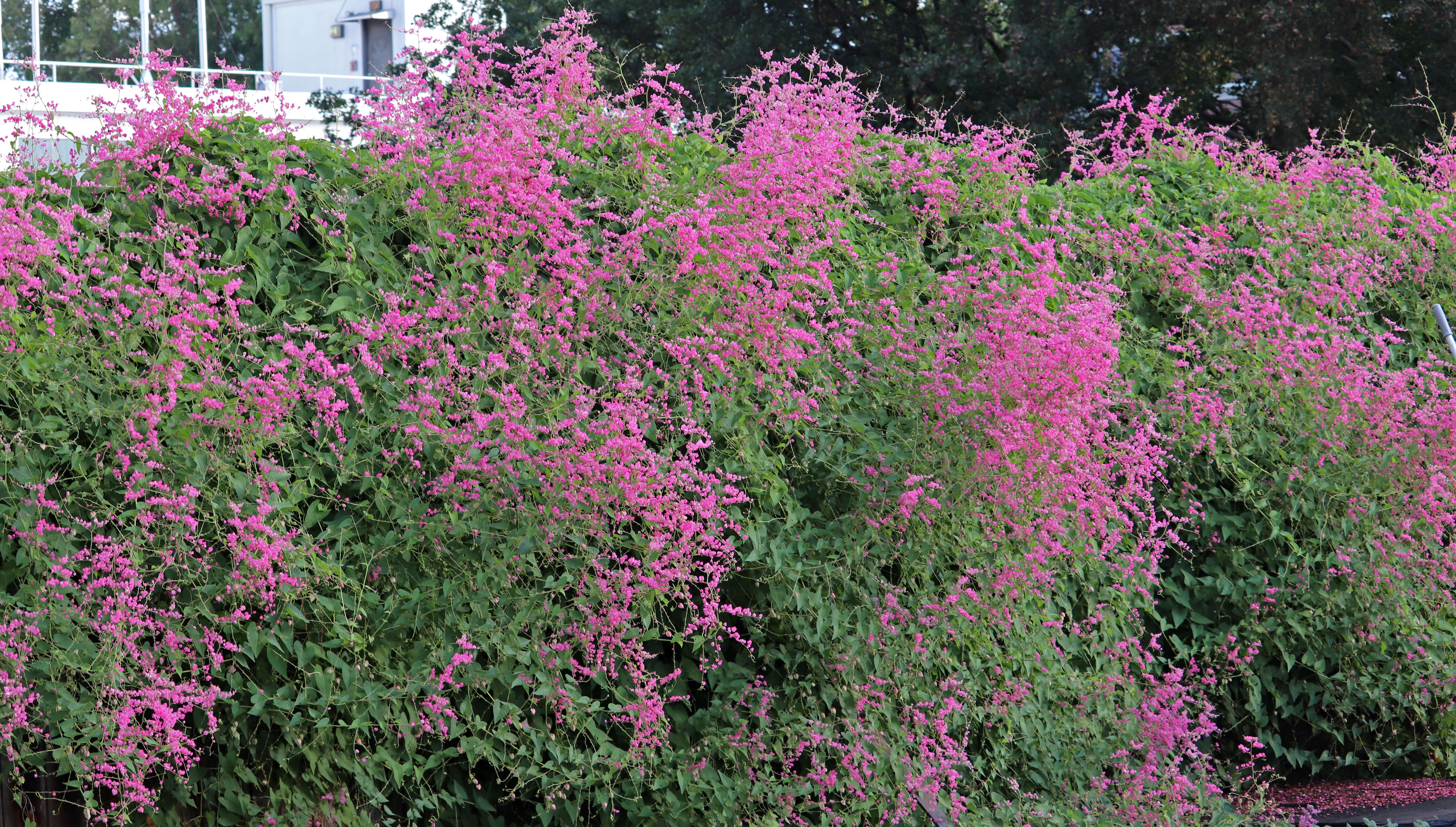 Image of antigonon