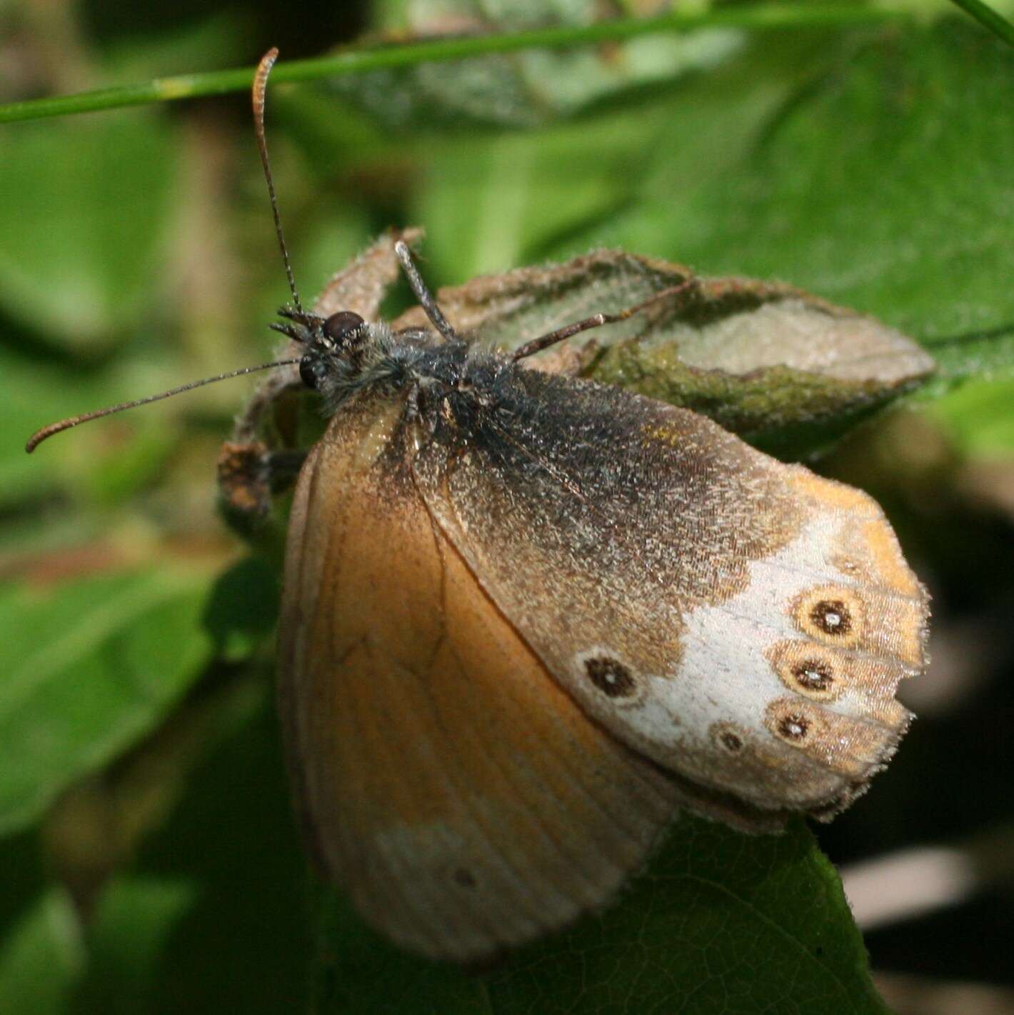 Sivun Coenonympha arcania Linnaeus 1761 kuva