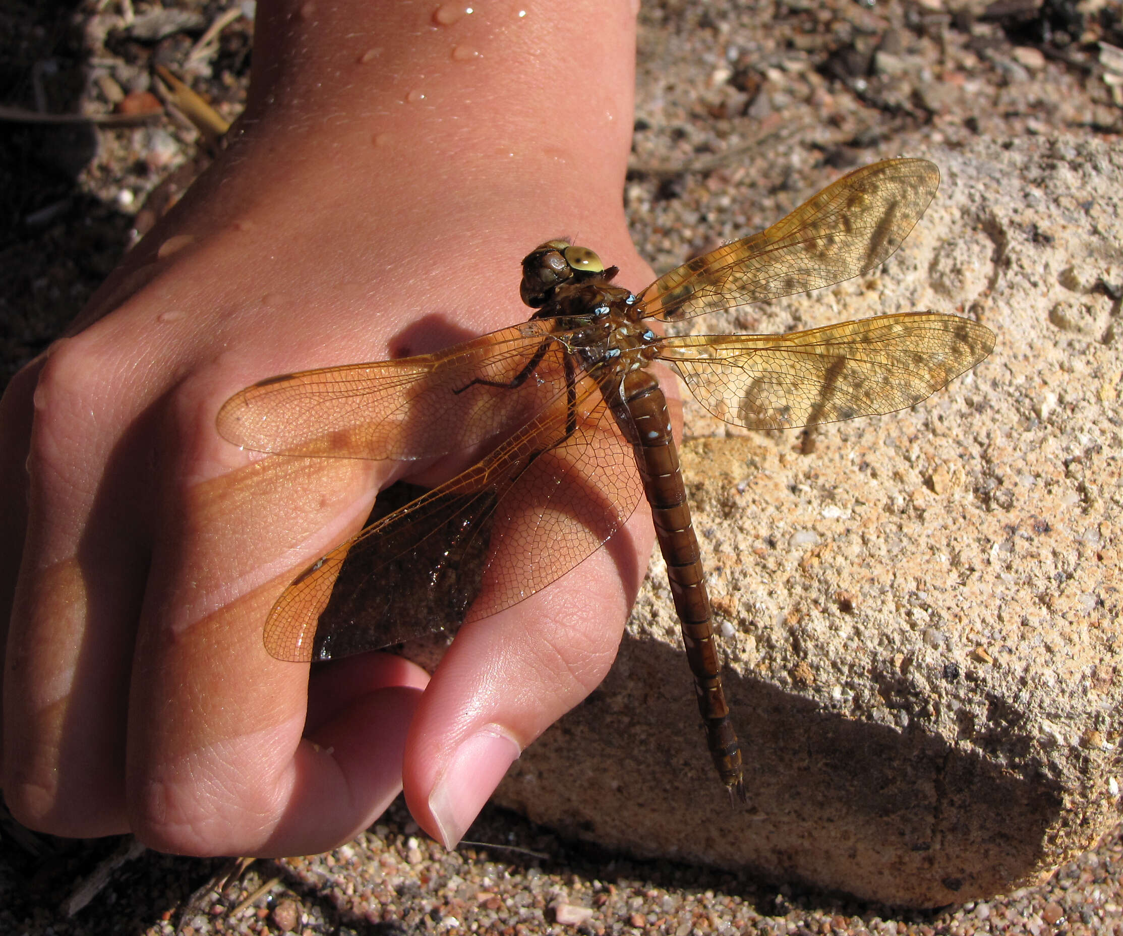 Image of Brown Hawker