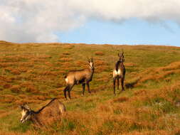 Image of Tatra chamois