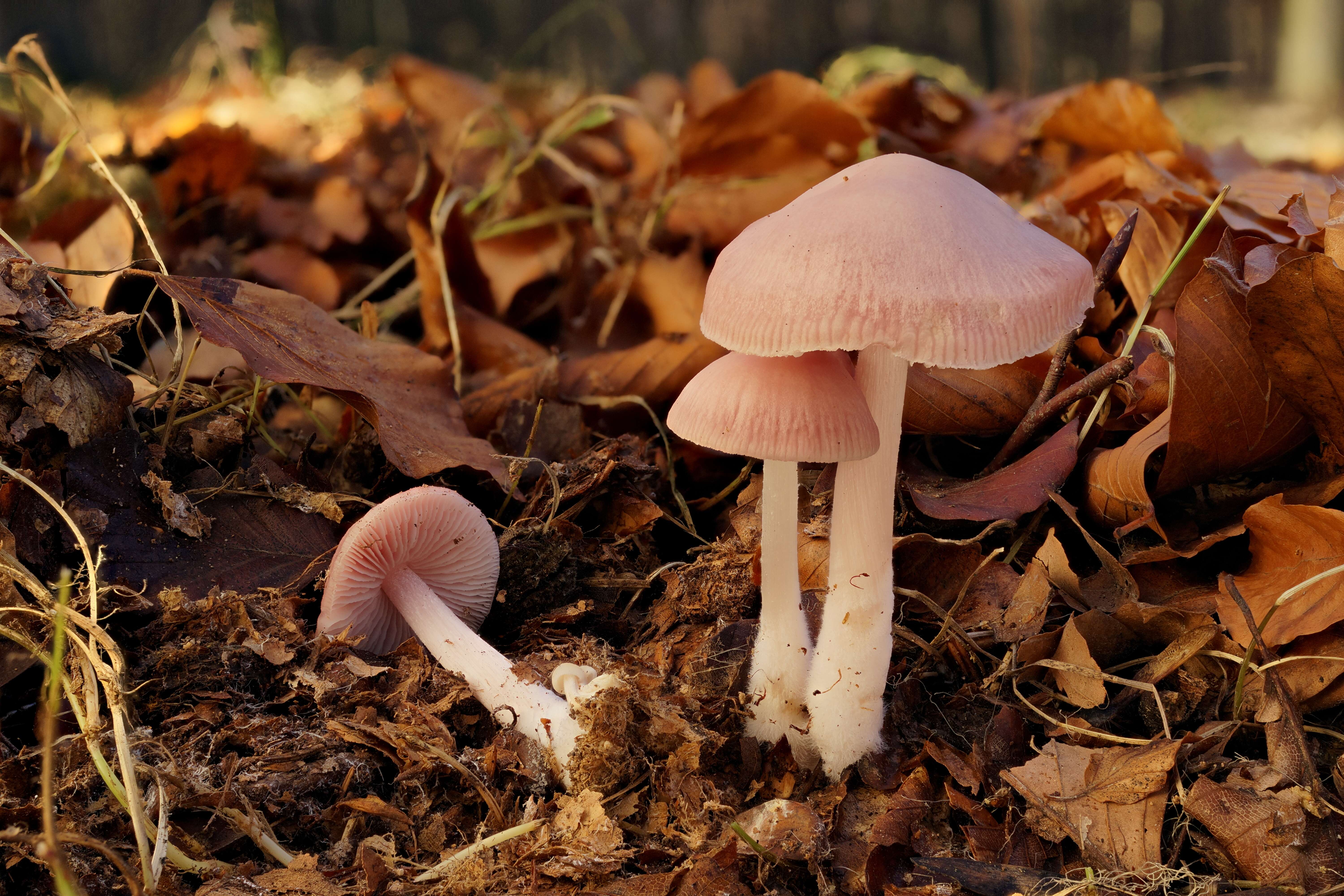 Image of Mycena rosea Gramberg 1912